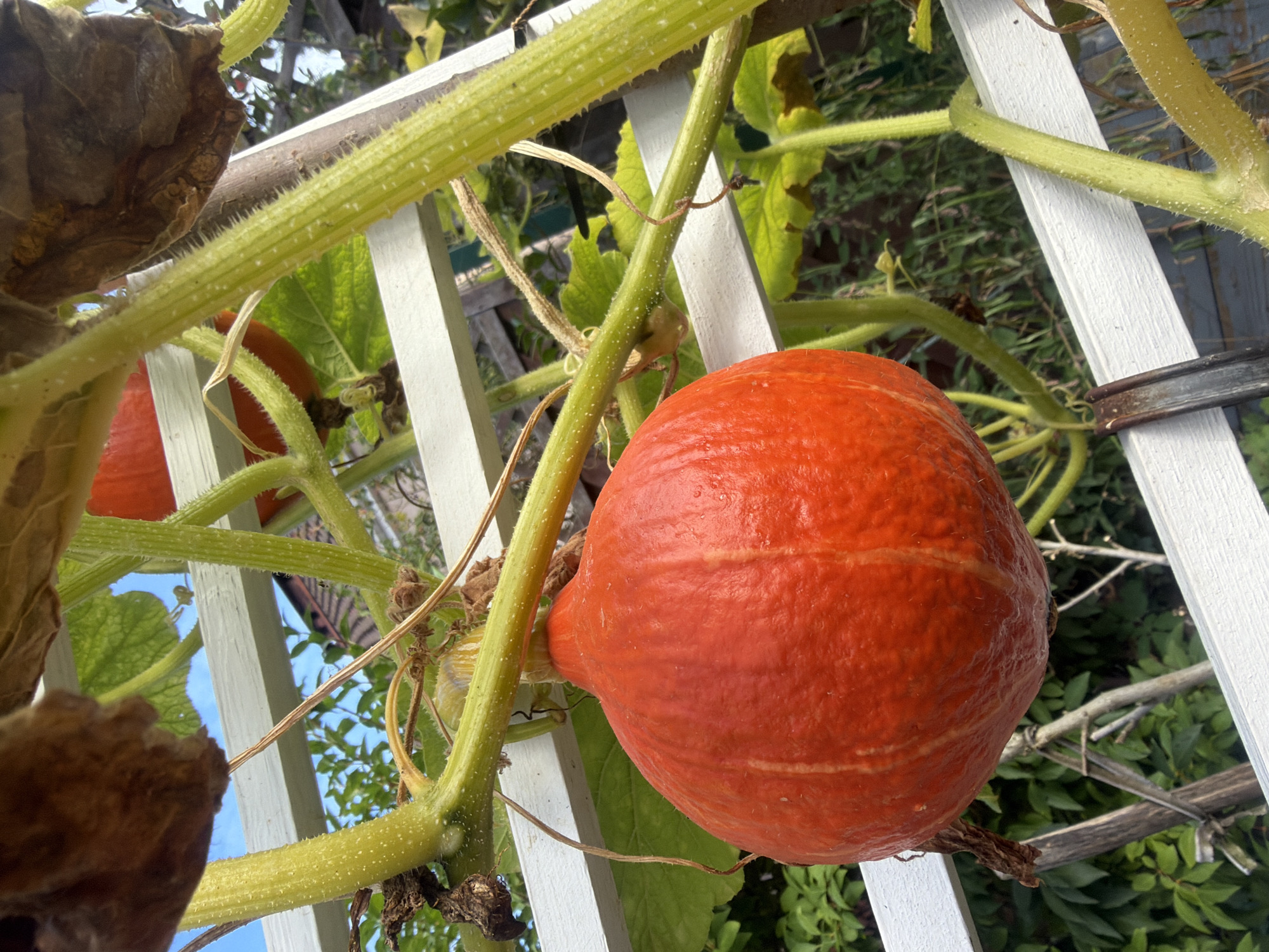 A close-up shot captures an orange pumpkin growing on a vine, supported by a white trellis. The pumpkin, prominently featured in the foreground, is round with a textured surface and faint vertical ribs. Green vines with prickly stems twine around the trellis and other vines. In the background, out-of-focus foliage and the sky are visible. The image appears to be taken outdoors, possibly in a garden setting. There is no indication of specific location in Szczecin, Poland.