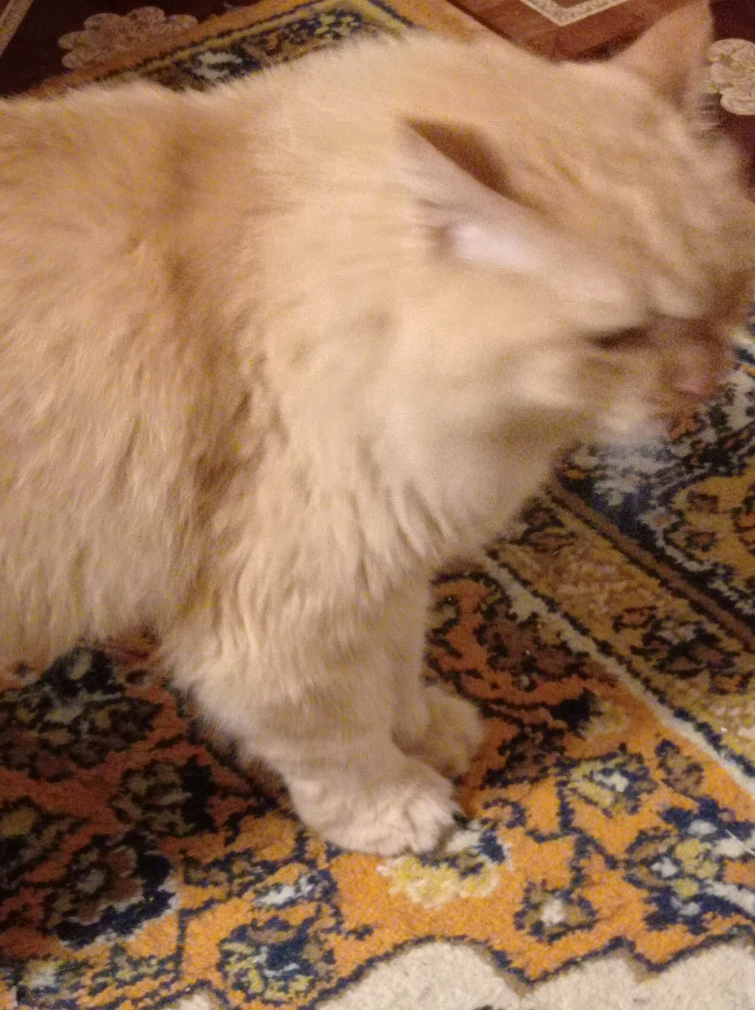 A blurry, close-up shot shows the furry body and front leg of a light orange cat lying on a patterned rug. The rug has intricate designs in shades of orange, yellow, blue, and black. The cat's fur is soft and fluffy. The background is out of focus, but appears to be a continuation of the rug and possibly a darker patterned surface above. There are no identifiable landmarks or context to place this image within Degtyarsk, Russia.