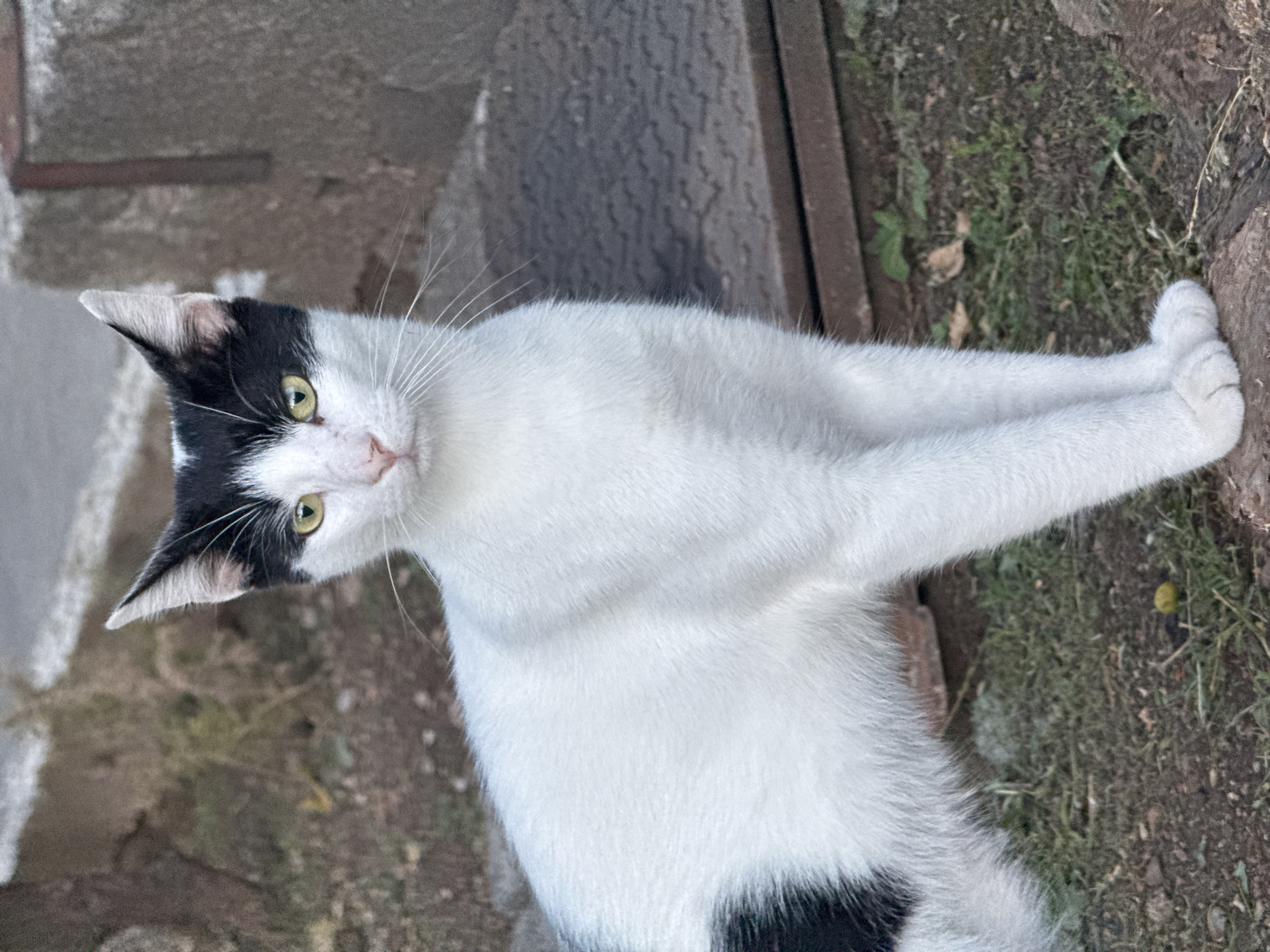 A domestic short-haired cat, characterized by a black and white piebald coat, stands positioned centrally in an outdoor environment in Trap, Montenegro. The cat's head is predominantly black, featuring a white blaze extending from the forehead, encompassing the muzzle and pink nose, and partially outlining its yellow irises which are directed forward. Its ears are black with white interior fur. The body is primarily white, with a distinct black patch visible on the cat's lower back and tail region. The cat's front paws are positioned together on a rough, dark brown surface, possibly wood or stone. The immediate ground cover consists of brown soil with sparse patches of green grass and scattered debris. In the background, out-of-focus elements include a textured grey concrete wall, a dark, corrugated ground cover or grate, and additional patches of dirt and sparse vegetation.