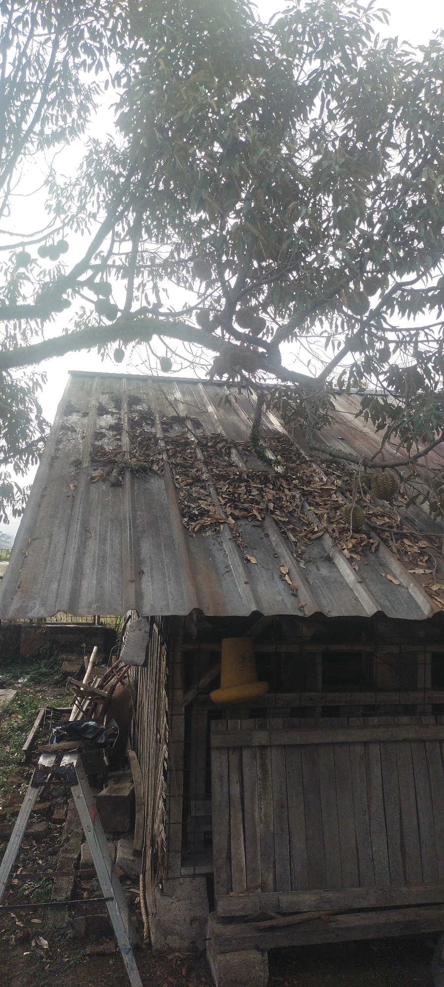 An outdoor, low-angle, medium shot shows a dilapidated structure with a corrugated metal roof, partially covered in dry leaves, under a tree laden with durian fruit. The structure appears to be a small shed or animal enclosure with wooden walls and a simple wooden door. To the left of the structure, a ladder leans against the side, with various discarded items like wood, metal, and plastic bags piled nearby. The environment suggests a rural or semi-rural setting. The image was taken in Pasirhuni, Indonesia.