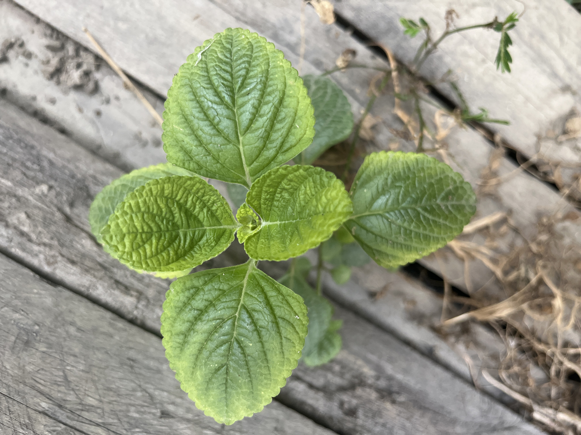 A close-up, top-down view captures a vibrant green plant with four distinct, textured leaves arranged in a cross-like formation. The plant grows from a patch of dry, brown vegetation amidst weathered, grey wooden planks. The wooden planks, running diagonally through the frame, show signs of age and exposure to the elements. The environment appears to be outdoors, likely in a natural or semi-natural setting within Meliau Hulu, Indonesia, evidenced by the plant and wooden planks. There are no people or discernible actions taking place, making for a still-life observation of the plant and its immediate surroundings.