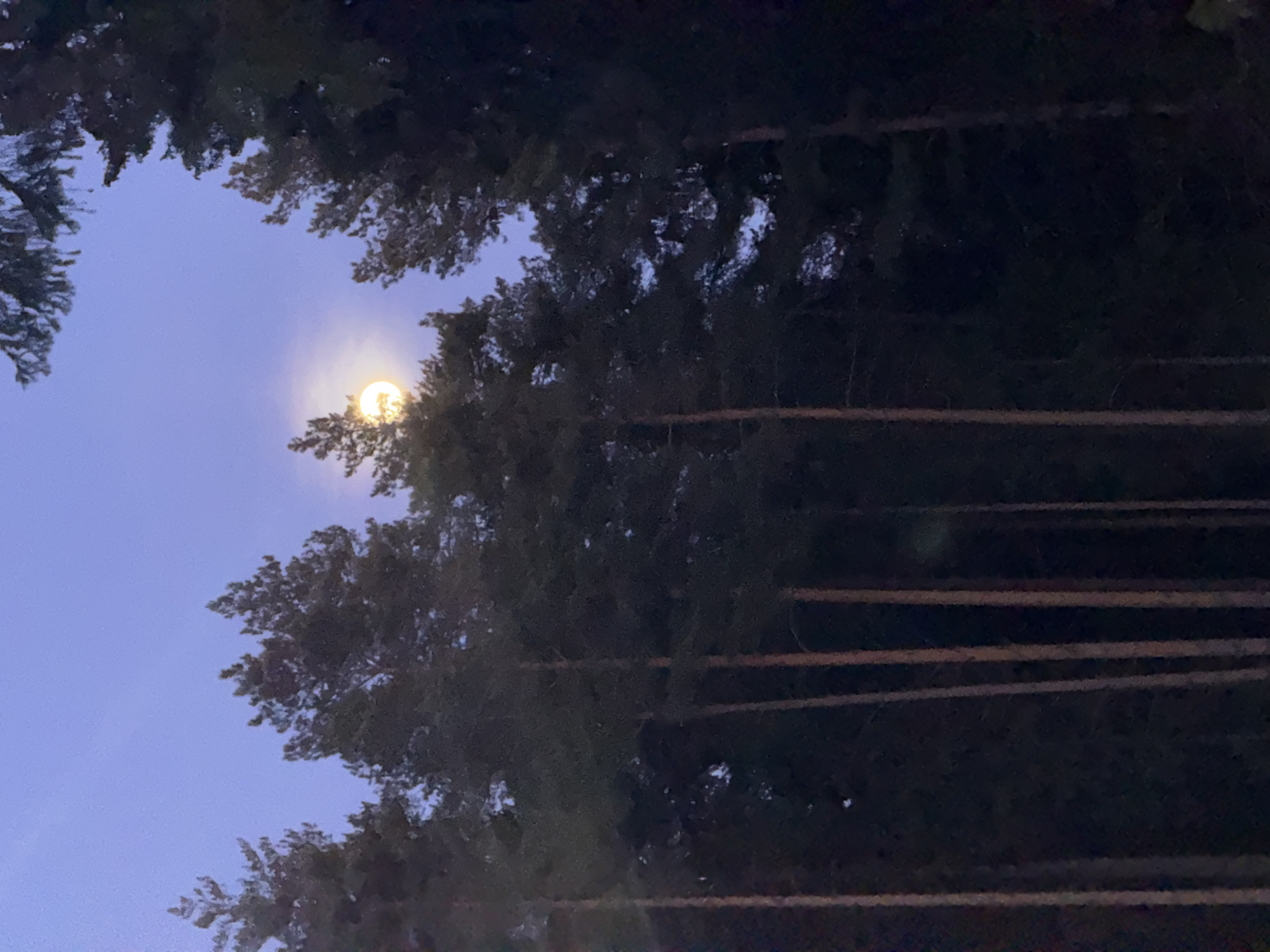 The image depicts a full moon visible through the trees at dusk. The moon is a bright, glowing orb, partially obscured by the foliage of the trees. The trees are tall and dark, with the trunks clearly visible. The sky is a light blue. The location is not possible to determine from this image.