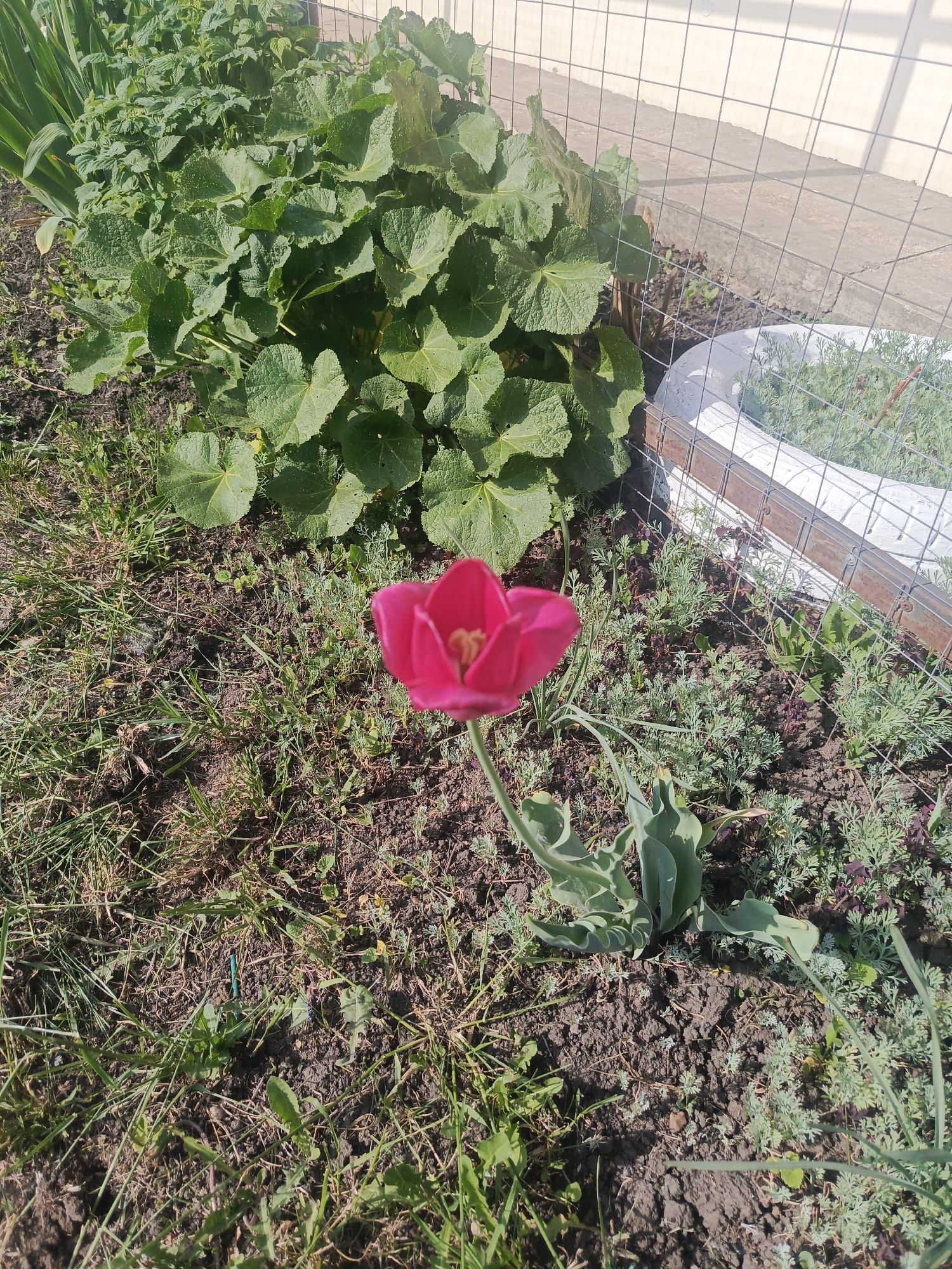 The image shows a bright pink tulip in a garden setting. The tulip is in full bloom and stands prominently in the foreground, surrounded by soil, grass, and smaller green plants. Behind the tulip, there is a larger bush or shrub with broad, green leaves. A wire fence and part of a white wall are visible in the background, near a planter. The location is Unknown, Unknown.