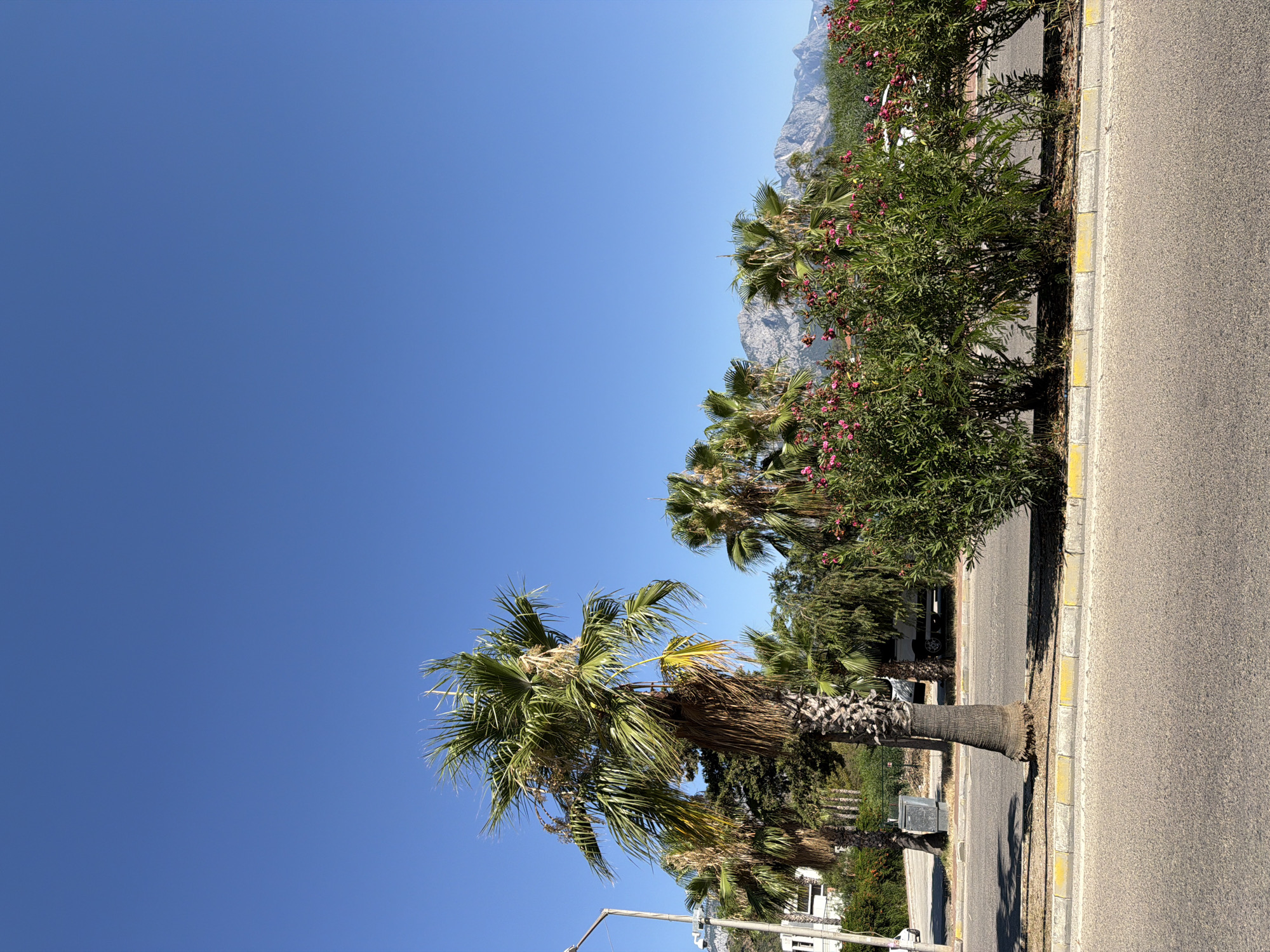 In Kemer, Turkey, a road lined with palm trees and vibrant pink flowering bushes leads towards a majestic mountain range under a clear blue sky. The scene is captured from street level, with the foreground dominated by an asphalt road and a concrete curb marked with yellow stripes. Behind the curb, a strip of dry earth is dotted with fallen palm fronds. To the left of the road, a single, tall palm tree with a textured brown trunk stands prominently, its fronds rustling in the breeze. Further back, several other palm trees are visible, interspersed with lush green bushes and dense foliage. In the middle ground, a white utility box sits beside the road, and a white vehicle is parked in the background. The distant mountains, bathed in sunlight, form a rugged silhouette against the expansive sky, suggesting a warm, sunny day.