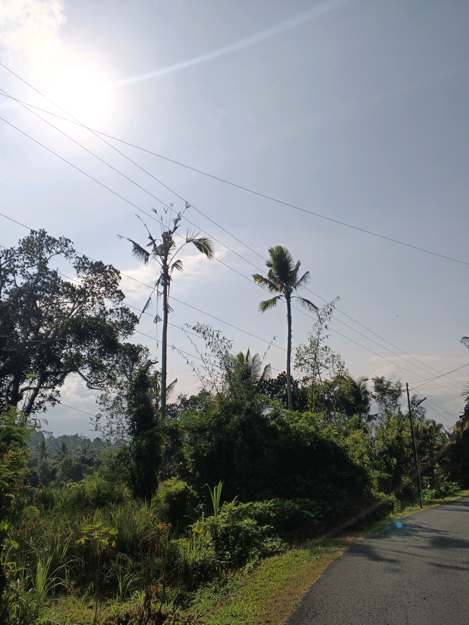 This image captures a rural roadside scene in Penebel, Indonesia, under a bright, partly cloudy sky. A paved road curves to the right, bordered by lush green vegetation, including tall grasses and dense bushes. In the background, several tall trees and palm trees rise above the foliage, with utility wires stretching across the frame. The sun is visible in the upper left quadrant, casting a lens flare across the sky. The overall impression is one of natural abundance and a tranquil, sunny day in the Indonesian countryside. There are no people or animals visible in the image.