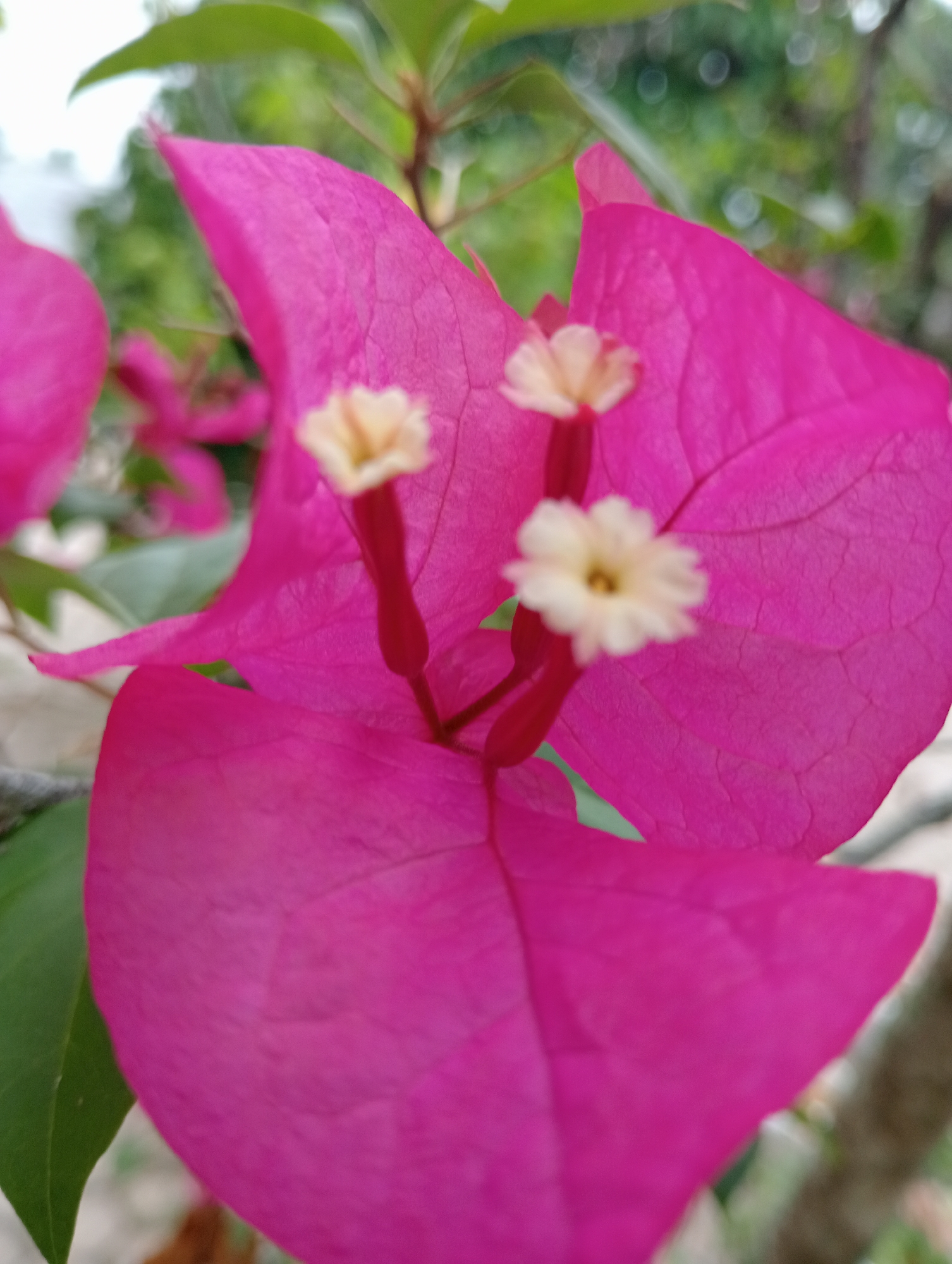 A close-up, shallow depth-of-field shot focuses on the vibrant pink bracts of a Bougainvillea flower, with the small, creamy white actual flowers visible in the center. The background is a blur of green foliage and soft bokeh lights, suggesting an outdoor environment. The image appears to have been taken in Baratpayaitek, Indonesia, a region known for its lush tropical vegetation. No people or discernible actions are present in the frame.