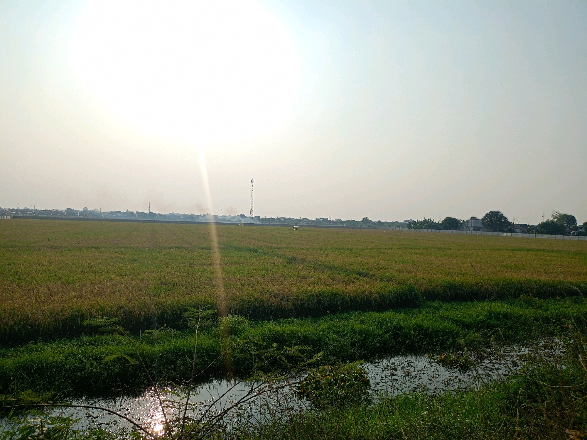 The image captures a sunlit agricultural landscape, likely a rice field, in Sriamur, Indonesia. The foreground features a narrow body of water, possibly a ditch or irrigation channel, reflecting the bright sunlight. Lush green grass and some foliage line the water's edge, with branches of a thin tree extending into the frame. Beyond the water, an expansive field of golden-brown rice stalks stretches towards the horizon. In the middle distance, a small, solitary structure, perhaps a shed or shelter, stands within the field. Further in the background, a telecommunications tower is visible, along with a faint line of buildings and trees that suggest a settlement or town. The sky is a pale, hazy blue, with the sun positioned high and to the left, casting a strong glare and a visible beam of light across the scene. The overall impression is one of a rural, agricultural setting bathed in natural light.