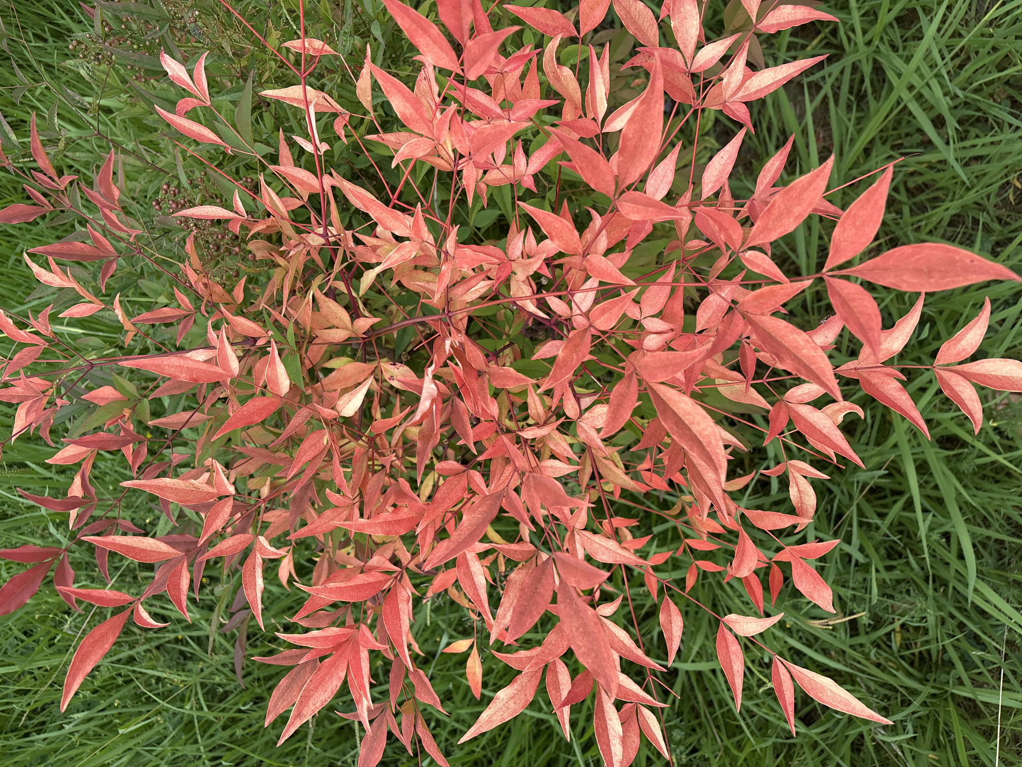 A top-down, medium shot captures a dense cluster of bright red and salmon-colored leaves of a Nandina domestica plant, commonly known as Heavenly Bamboo, set against a background of lush green grass. The leaves are elongated and pointed, with some showing hints of yellow or orange. The grass is long and appears somewhat untamed, suggesting an outdoor, natural setting. The lighting is even, casting no harsh shadows, and the focus is sharp on the foliage. The image does not contain any people, animals, or man-made objects. Given the mention of Sochi, Russia, this scene likely depicts a garden or park within the city, where Nandina domestica is cultivated as an ornamental plant.