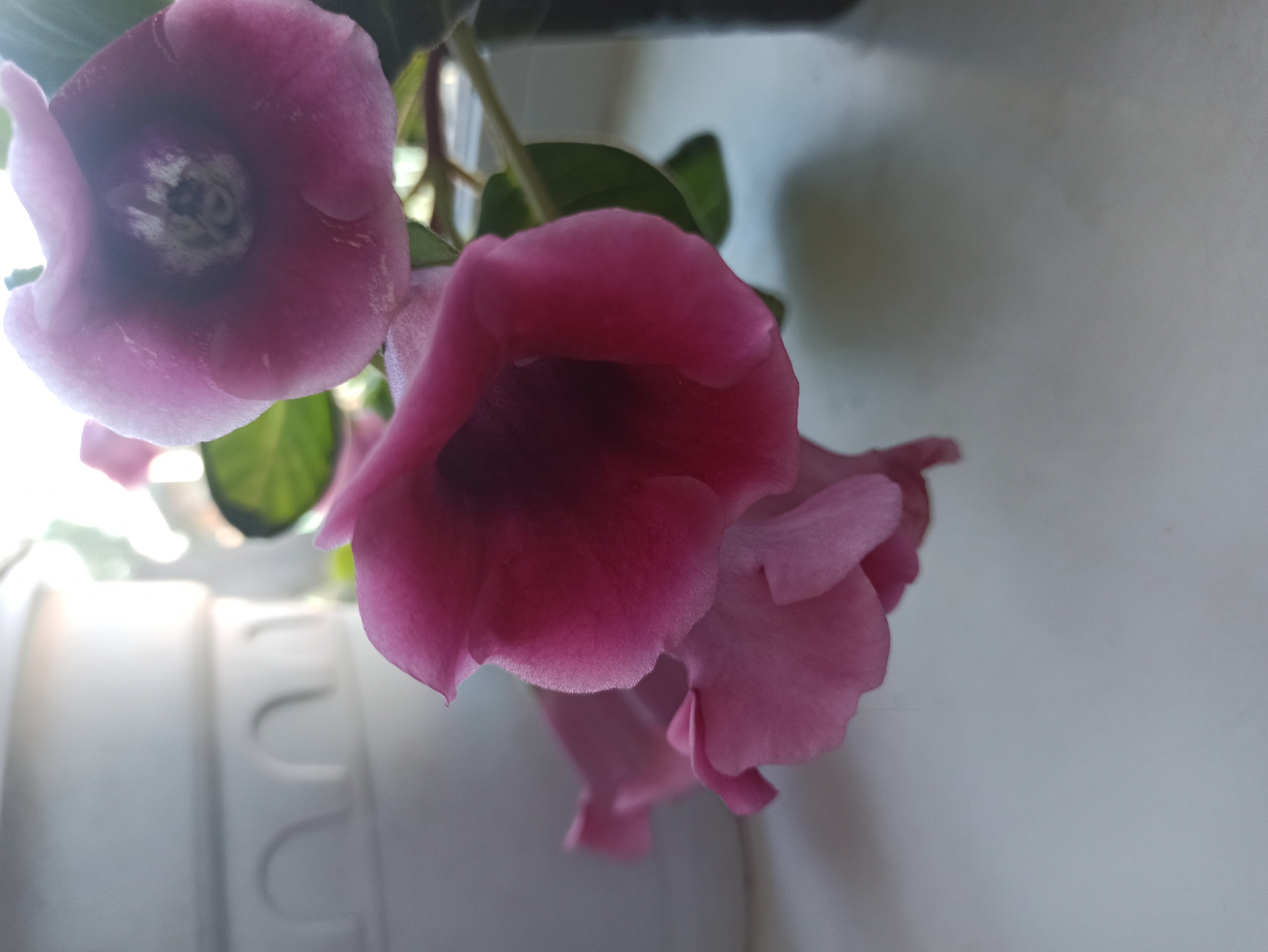 A close-up, upward-angled shot features several pink bell-shaped flowers in bloom. The flowers are the primary focus, with their velvety petals and intricate centers visible. In the background, a textured white object, possibly a planter, is partially visible, and to the right, a dark object, possibly another planter, is present. The overall environment appears to be indoors, with natural light illuminating the scene from above and to the left, creating soft shadows and highlighting the delicate textures of the flowers. No people or specific urban elements of Promyshlennaya, Russia, are depicted.