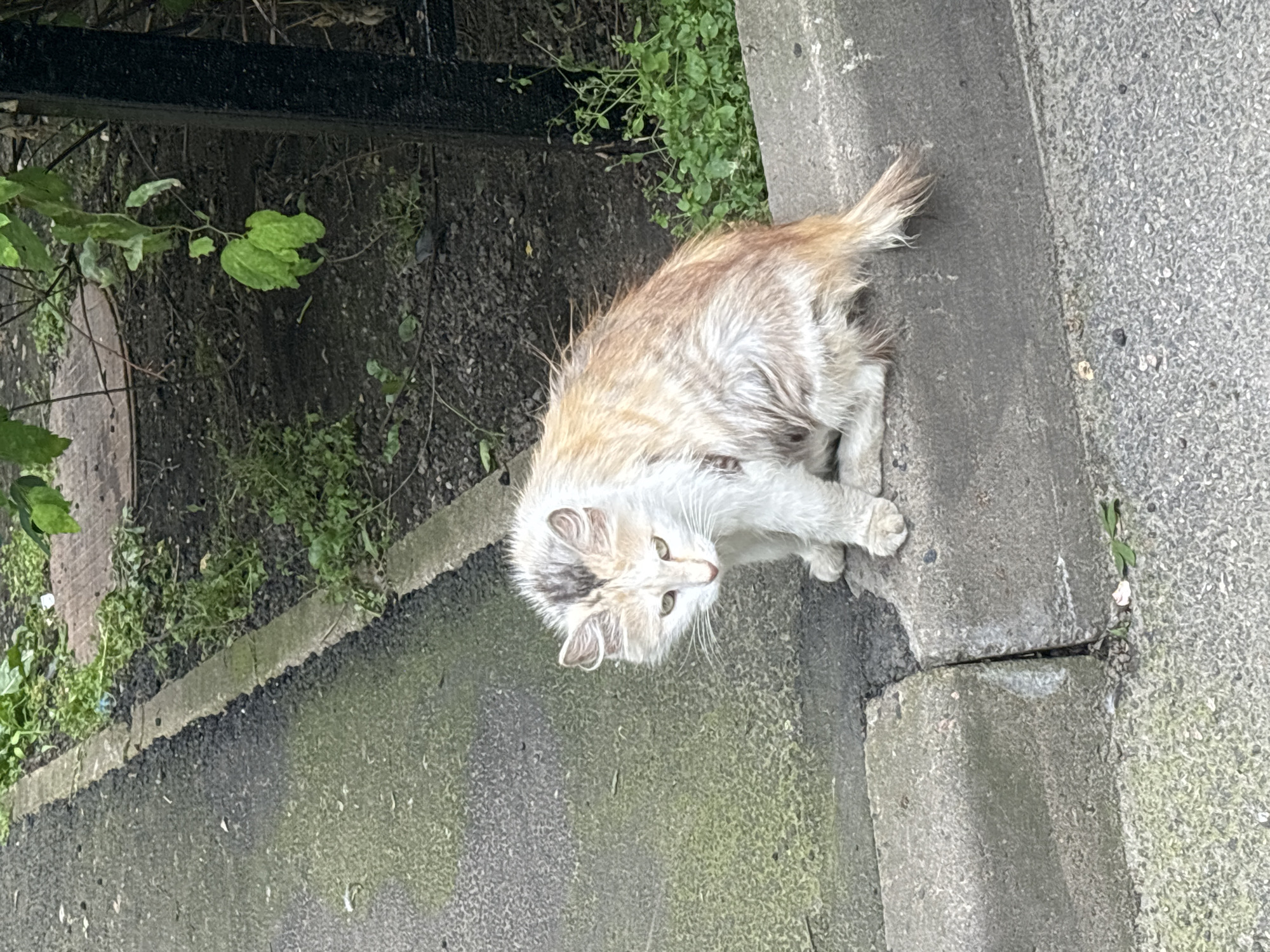 The image shows a fluffy, light-colored cat sitting on a concrete surface next to a patch of green foliage. The cat is facing upwards and looking directly at the camera. It has white and light brown fur, with some darker markings on its head. Its eyes are green and it has a curious expression. The concrete is weathered and has some moss or lichen growing on it in places. Behind the cat, there is a dark, coarse surface with some leaves and branches visible. The overall lighting suggests it might be daytime, possibly overcast given the lack of harsh shadows. The scene appears to be an outdoor urban or suburban environment, possibly a sidewalk or a path.