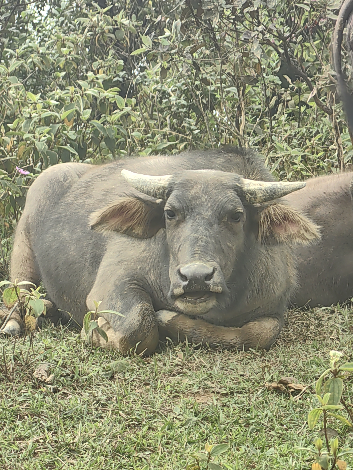 A large, dark-grey water buffalo is captured lying down and resting in an outdoor, natural setting. The buffalo is positioned centrally, facing directly towards the viewer with a calm, watchful expression. Its robust body is covered in a coarse, dark-grey hide, showing some dust or dried mud, particularly on its head and neck. It features thick, curved horns that protrude from either side of its head, and large, textured ears with lighter, reddish-brown fur visible inside. Its snout and mouth are clearly visible, with traces of mud around the muzzle.
The buffalo rests on a patch of green grass and scattered dry leaves. Small, green-leafed plants and sparse vegetation are visible in the immediate foreground, with one small purple flower noticeable on the left. The background is dominated by a dense, lush expanse of green foliage, consisting of various bushes and tree branches with numerous leaves, creating a natural, somewhat wild environment. The lighting suggests it is daytime, with soft, natural illumination filtering through the vegetation. The overall atmosphere is tranquil. This scene likely takes place in Thong Nhat Commune, Vietnam, where water buffalo are commonly found in rural landscapes. No visible text is present in the image.
