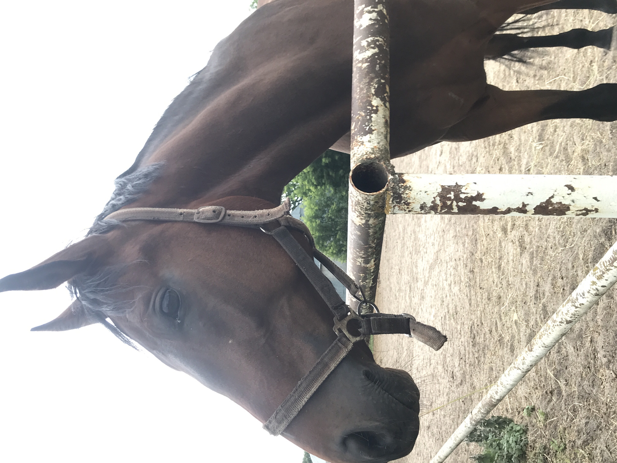 This media file is a close-up, sideways photograph of a brown horse's head and neck. The horse is wearing a black halter. The horse appears to be in an outdoor enclosure, possibly a paddock or stable yard, with dry, dusty ground visible. A white, weathered metal fence or railing runs diagonally through the frame, with rust and peeling paint visible on its surface. The background shows some greenery and trees, suggesting a rural or semi-rural setting. The lighting is bright, indicating it is likely daytime. The horse's eye is visible, and its expression could be interpreted as calm or curious. There is no visible text in the image. The location context provided is Kharkiv, Ukraine.