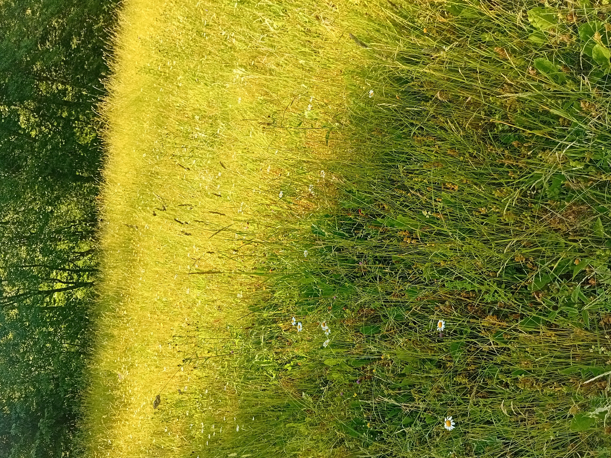 The image shows a sunlit meadow with tall grass and wildflowers. A dense line of trees forms the background. The lighting suggests it is daytime, likely late afternoon due to the warm, golden hue of the sunlight. The scene is natural and rural, without any visible urban structures or people.