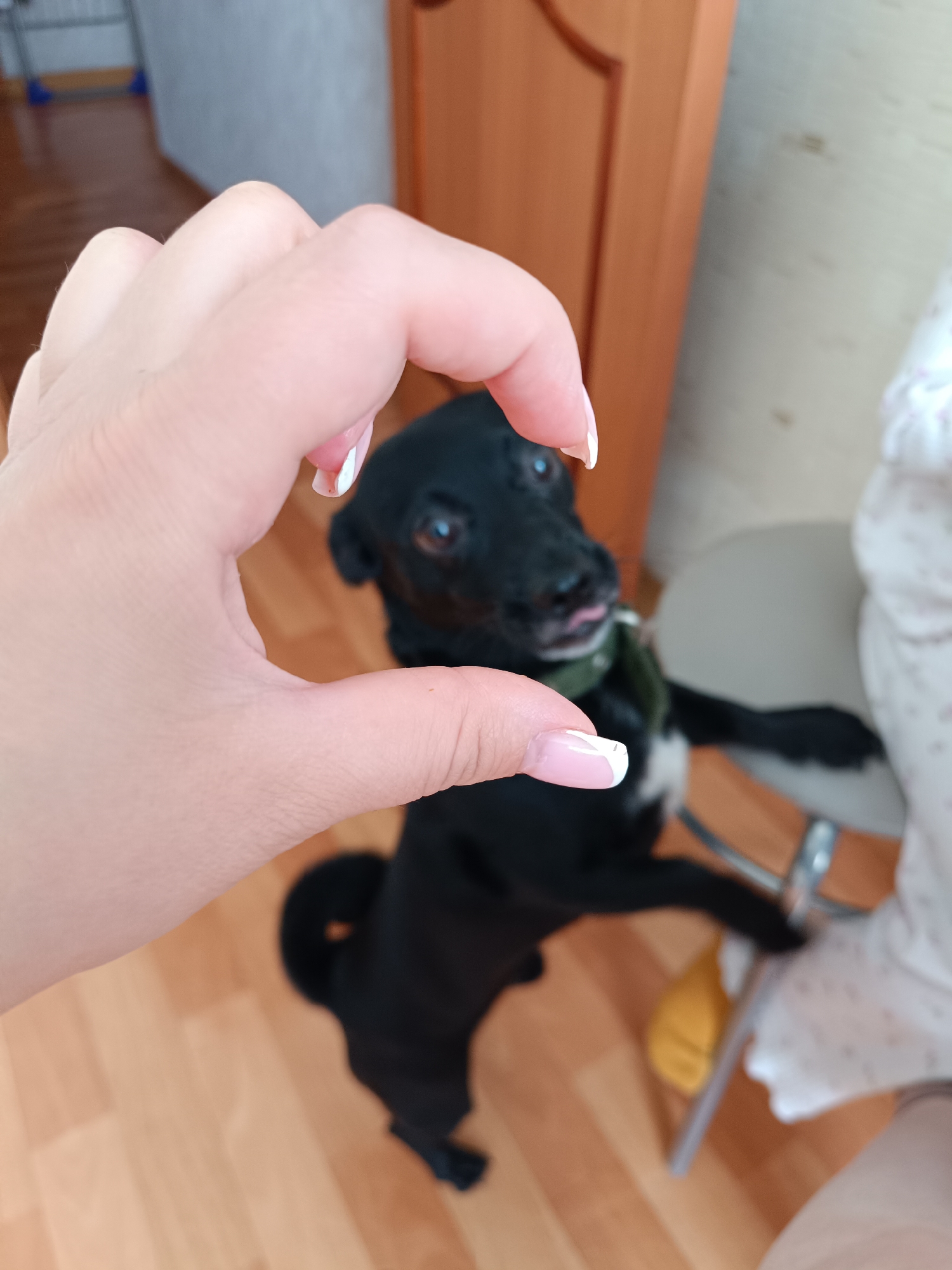 A human hand with manicured nails is making a small "circle" with thumb and forefinger, framing a small black dog. The dog is standing on its hind legs, with its tongue slightly protruding. It is wearing a green collar. The background includes a wooden floor, a door, a chair, and a glimpse of what appears to be a radiator. The location is likely indoors. There is no information in the image to determine that the location is in the city of Tobolsk, Russia.