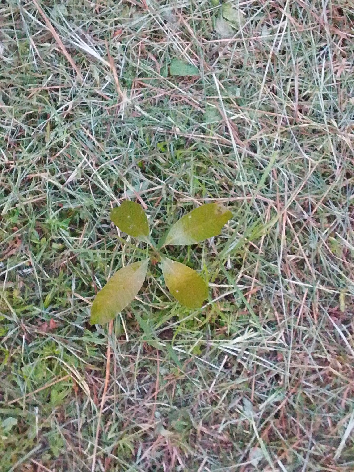 A top-down, close-up shot of a small, four-leafed seedling is centered on a bed of dry grass and green shoots. The seedling's leaves are a muted green, with some appearing slightly faded or yellowed. The background is a chaotic mixture of thin, dry grass stalks in shades of tan and brown, interspersed with shorter, green grass blades. The overall impression is of a natural ground cover, possibly a lawn or field, with the young plant standing out against the textured backdrop.