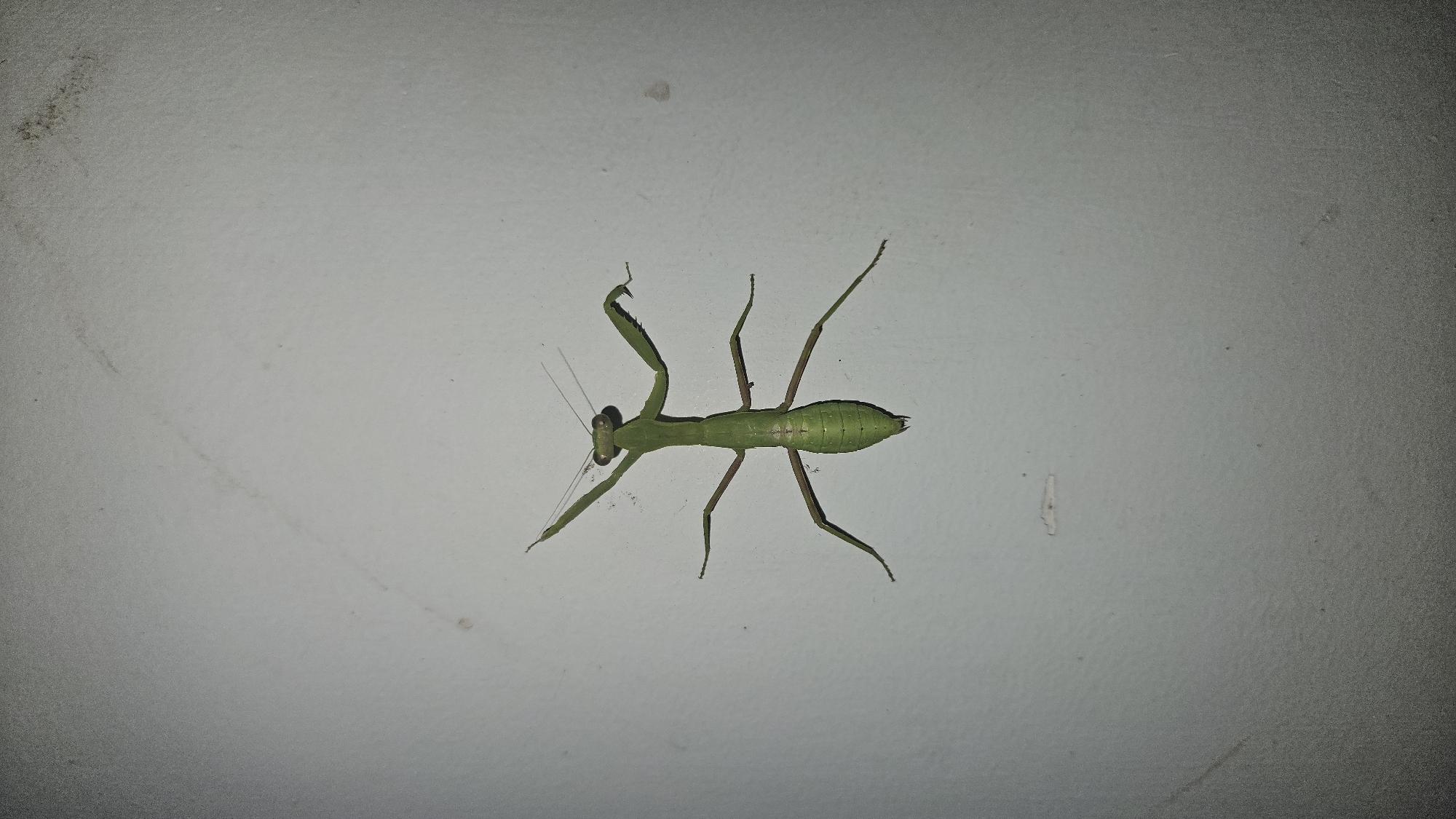 An overhead shot captures a vivid green praying mantis resting on a light-colored, textured surface, likely a wall. The mantis is positioned centrally, with its head facing the left side of the frame. Its large, bulbous eyes are prominent, and two slender antennae extend forward. Its powerful, spiky raptorial forelegs are bent and held ready, while its four other legs are splayed out, providing stability on the surface. The mantis's segmented abdomen is visible, tapering towards the end.
The background is a muted, off-white or light gray, with subtle texture and a few darker smudges or specks, particularly noticeable in the upper left corner and scattered faintly across the surface. The lighting appears somewhat artificial or low-light, possibly indicating nighttime or an indoor setting, with the mantis brightly illuminated against the dimmer background, suggesting the use of a flash. There are no other objects or subjects present. The mantis appears still, exhibiting no discernible activity other than resting. The location context provided is Cam Đức, Vietnam. No text is visible in the image.