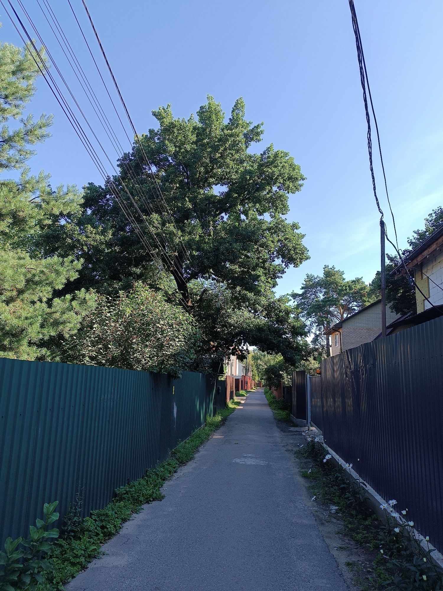The image depicts a narrow, asphalt-paved alleyway in Bykovo, Russia, bordered by corrugated metal fences on both sides. Lush green trees, including pine and deciduous varieties, overhang the alley, casting shadows and creating a sense of enclosure. Overhead, a tangle of electrical wires crisscrosses the sky, supported by wooden and concrete poles. The fences are a deep green and dark grey, respectively, and vegetation, including small white flowers, grows along their bases. Several houses with visible roofing and construction materials are glimpsed through the trees and over the fences, suggesting a residential area. The sky is a clear, bright blue. There are no people or animals visible in the scene.