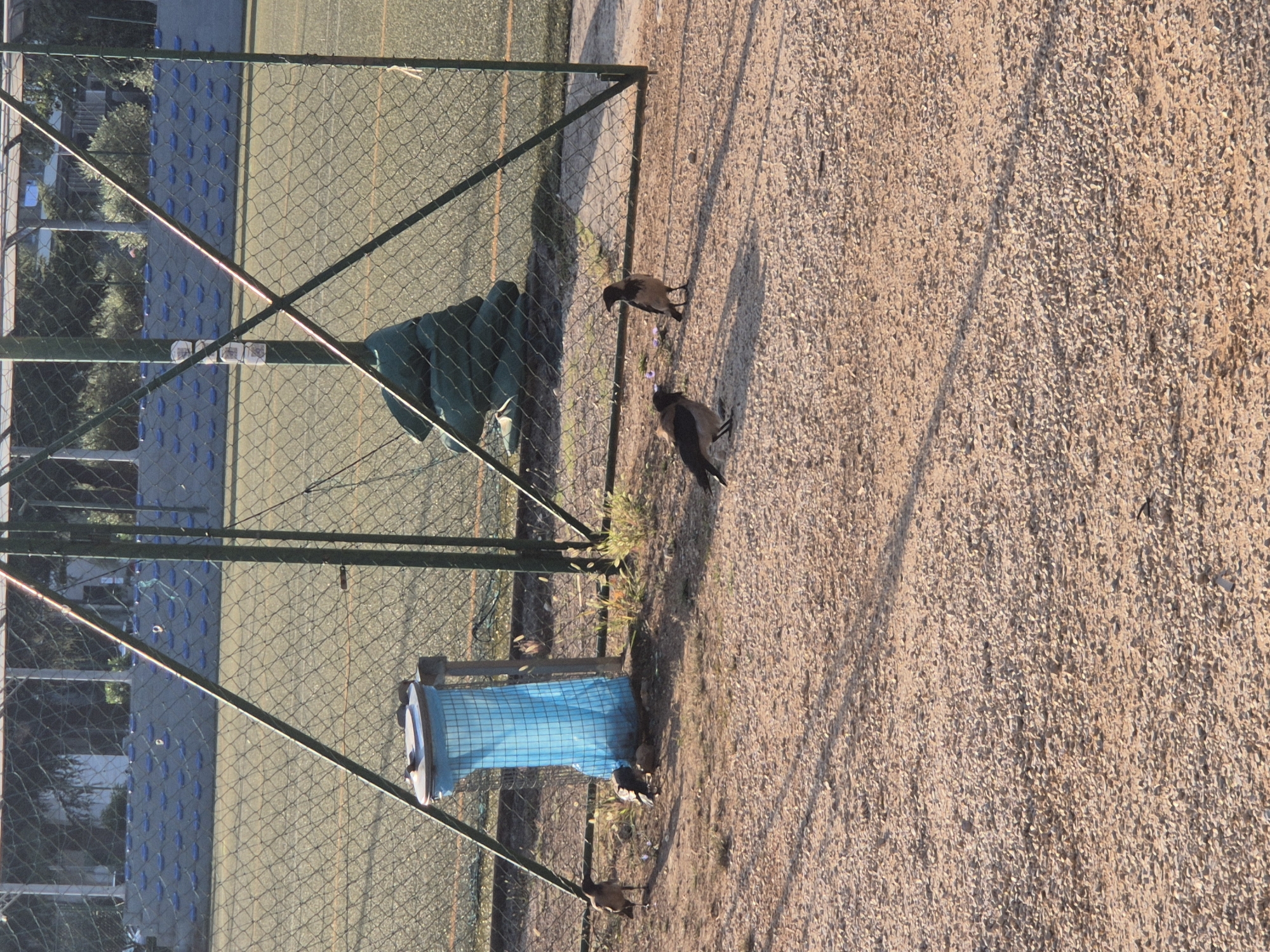 The image depicts an outdoor scene at what appears to be a sports facility, possibly in Katoro, Croatia, as indicated by the context. A chain-link fence surrounds a field with green turf. In the foreground, a gravelly ground is visible, with several birds scattered about. A blue trash can with a lid stands near the fence. One bird, a hooded crow, is positioned to the left of the trash can, facing left. Another hooded crow is in the center, facing the trash can and appearing to peck at something on the ground. A third hooded crow is further to the right, standing and facing left. Behind the fence, there are stadium bleachers with blue seats. The lighting suggests it is daytime, with sunlight casting shadows on the ground.