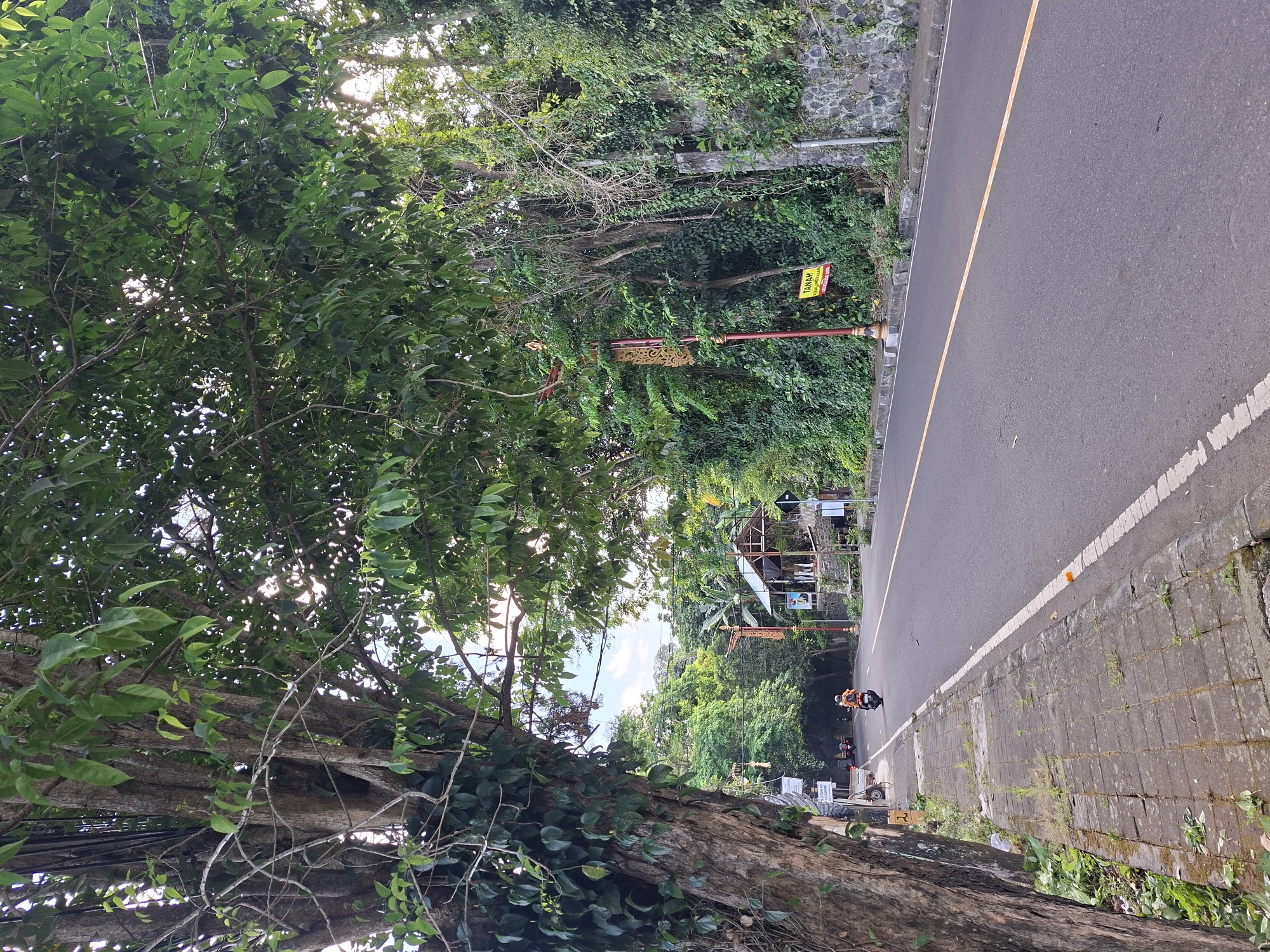 The image depicts a tree-lined road in Banjarangkan, Indonesia. A mature tree with thick, gnarled branches and dense green foliage dominates the left side of the foreground. Its trunk is partially covered in ivy. A paved sidewalk runs alongside the tree, featuring weathered square bricks with patches of grass growing between them. A scooter with a rider wearing an orange shirt is moving away from the viewer on the asphalt road, which is bordered by a white dashed line on the left and a solid yellow line on the right.
Further down the road, more trees and vegetation create a canopy, with sunlight filtering through the leaves. On the right side of the road, a stone wall is visible, covered in thick green ivy and other climbing plants. A lamppost with decorative gold elements stands near the road, and a yellow sign with Indonesian text, likely a "For Sale" or informational sign, is attached to it. In the background, a small, open-air structure with a thatched roof and supporting pillars is visible. The sky is partly cloudy and a bright blue. The overall impression is of a tropical, somewhat rural road environment.