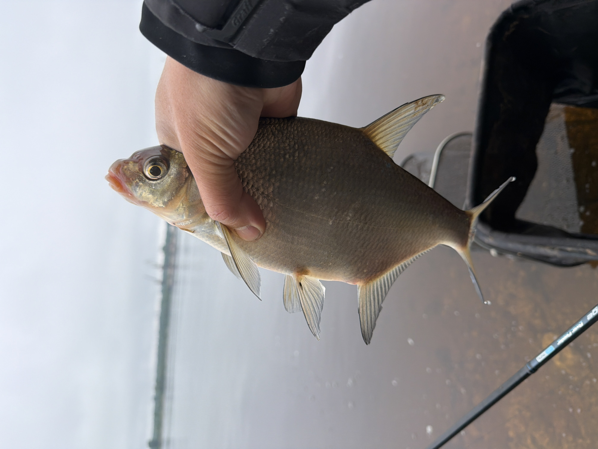 A close-up photograph, likely taken during a fishing trip in Noviy, Russia, captures a person's hand holding a freshly caught fish.
The central subject is a deep-bodied, laterally compressed fish, possibly a bream or similar cyprinid species, held horizontally with its head facing left. Its scales are silvery-brown on the upper body, fading to lighter tones on the belly. Notable features include a prominent, golden-rimmed eye with a dark pupil and a slightly open mouth. Water droplets are visible on the fish's body and fins, indicating it has just been removed from the water. Its dorsal, pectoral, pelvic, anal, and caudal (tail) fins are all clearly visible.
The person's bare right hand, with visible knuckles and skin creases, firmly grips the fish around its midsection. Part of a black jacket sleeve is visible in the upper right portion of the frame, suggesting outdoor wear.
The background consists of a calm body of water that reflects a pale, diffused light, indicating an overcast or cloudy day. A faint, blurry line on the distant horizon may suggest a far shore or structures. In the lower right foreground, a black fishing net is partially visible, along with a black fishing rod that diagonally crosses the frame. On the rod, the text "River Feeder" and "80g" are clearly legible. The scene conveys a moment of successful angling in a serene, natural environment.