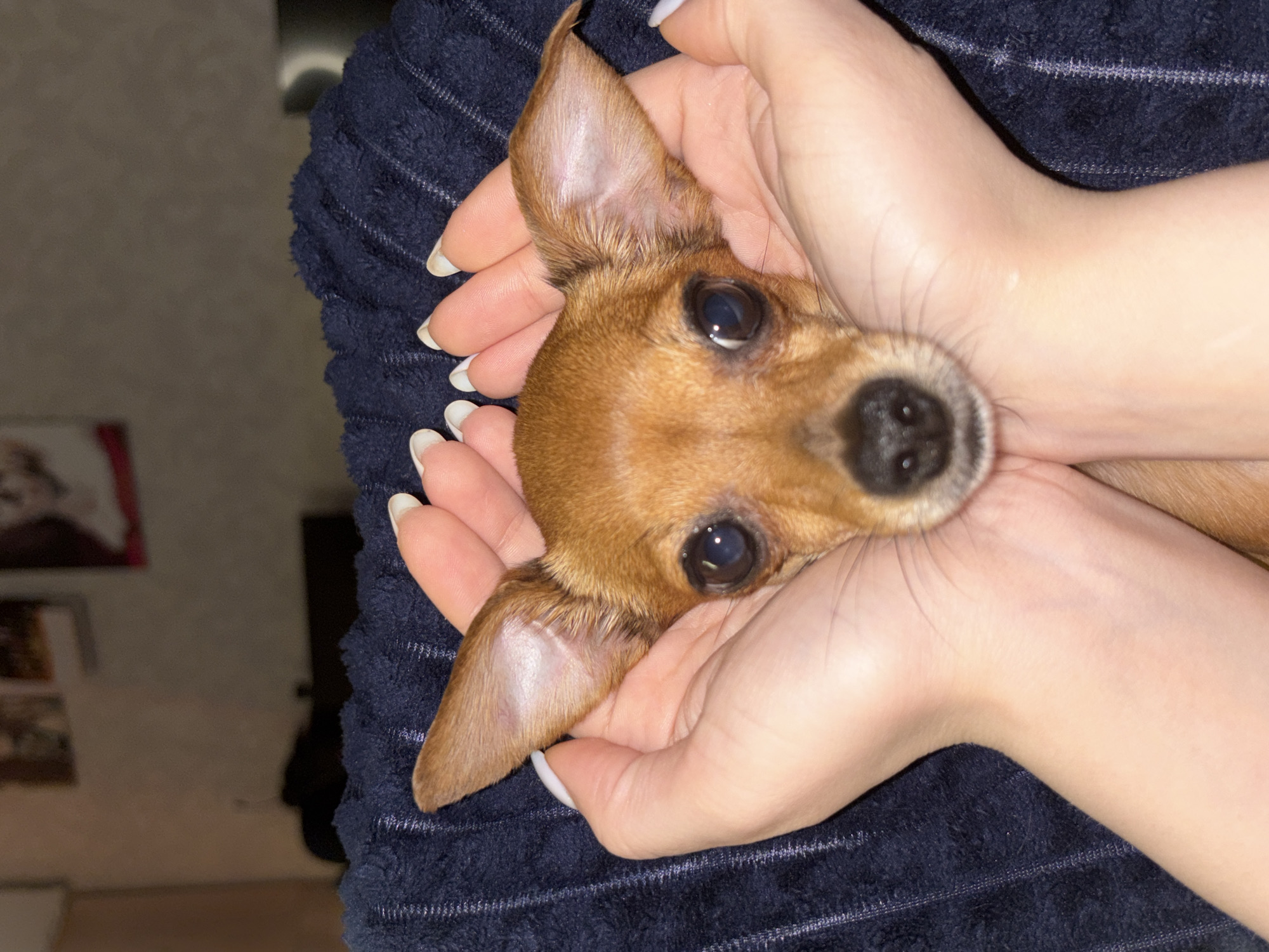 A brown miniature pinscher dog is being cradled in two hands with manicured nails. The dog's head is facing the camera, with its large, expressive eyes and erect ears prominently displayed. The hands are positioned against a dark blue, textured towel. The background is blurred, showing a glimpse of a wall with framed pictures. There is no indication of the location being Chaikovsky, Russia.