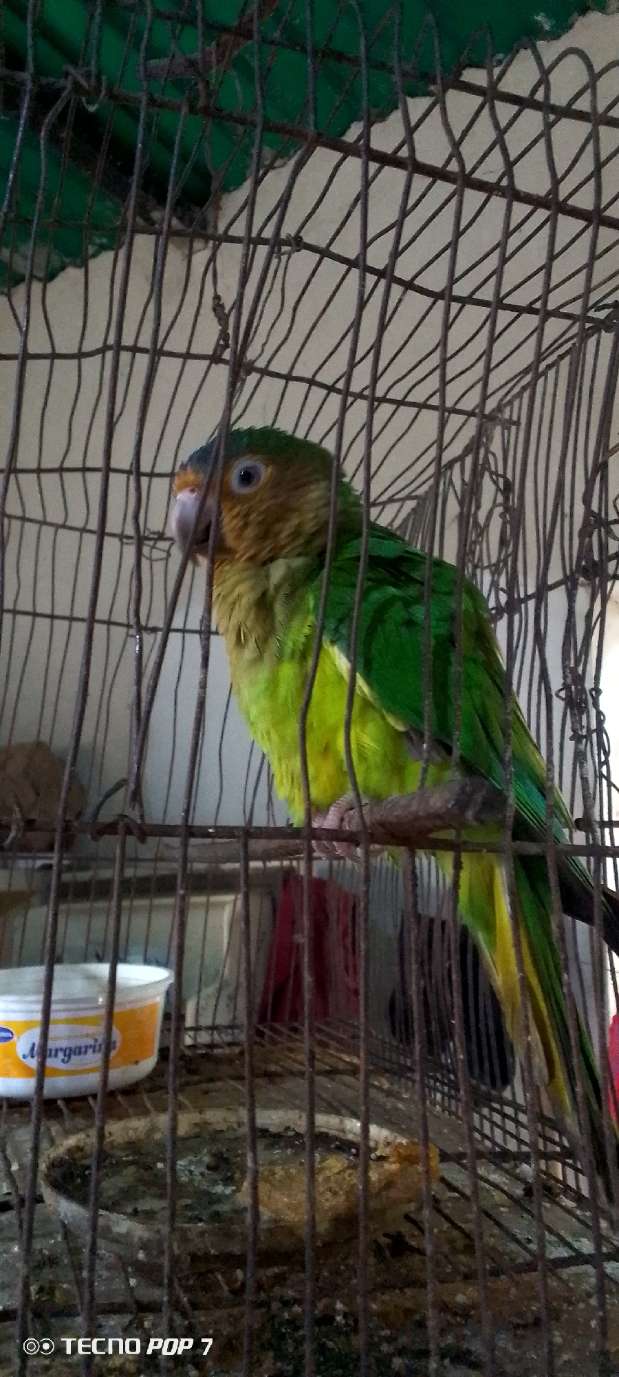 A green and yellow parrot is in a rusty metal cage. The parrot is perched on a branch. The cage has a green background and a white wall behind it. There is a plastic container and a dish on the floor of the cage. The image appears to be taken in Altagracia, Venezuela.