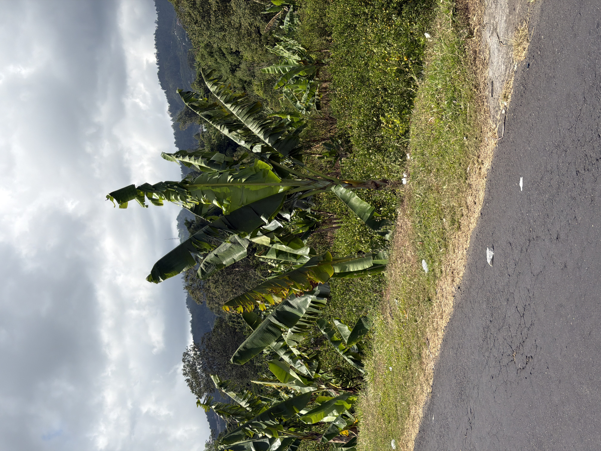 A low-angle outdoor shot captures a plantation of banana trees under a cloudy sky. The foreground features a cracked asphalt road that curves to the left, bordered by a strip of dry grass and then a lush green field with scattered yellow flowers. The banana trees, with their large, tattered leaves, are the dominant feature in the midground, some appearing taller and more mature than others. In the background, a dense forest covers rolling hills, leading up to a distant mountain range partially obscured by clouds. The scene suggests a rural, tropical environment.