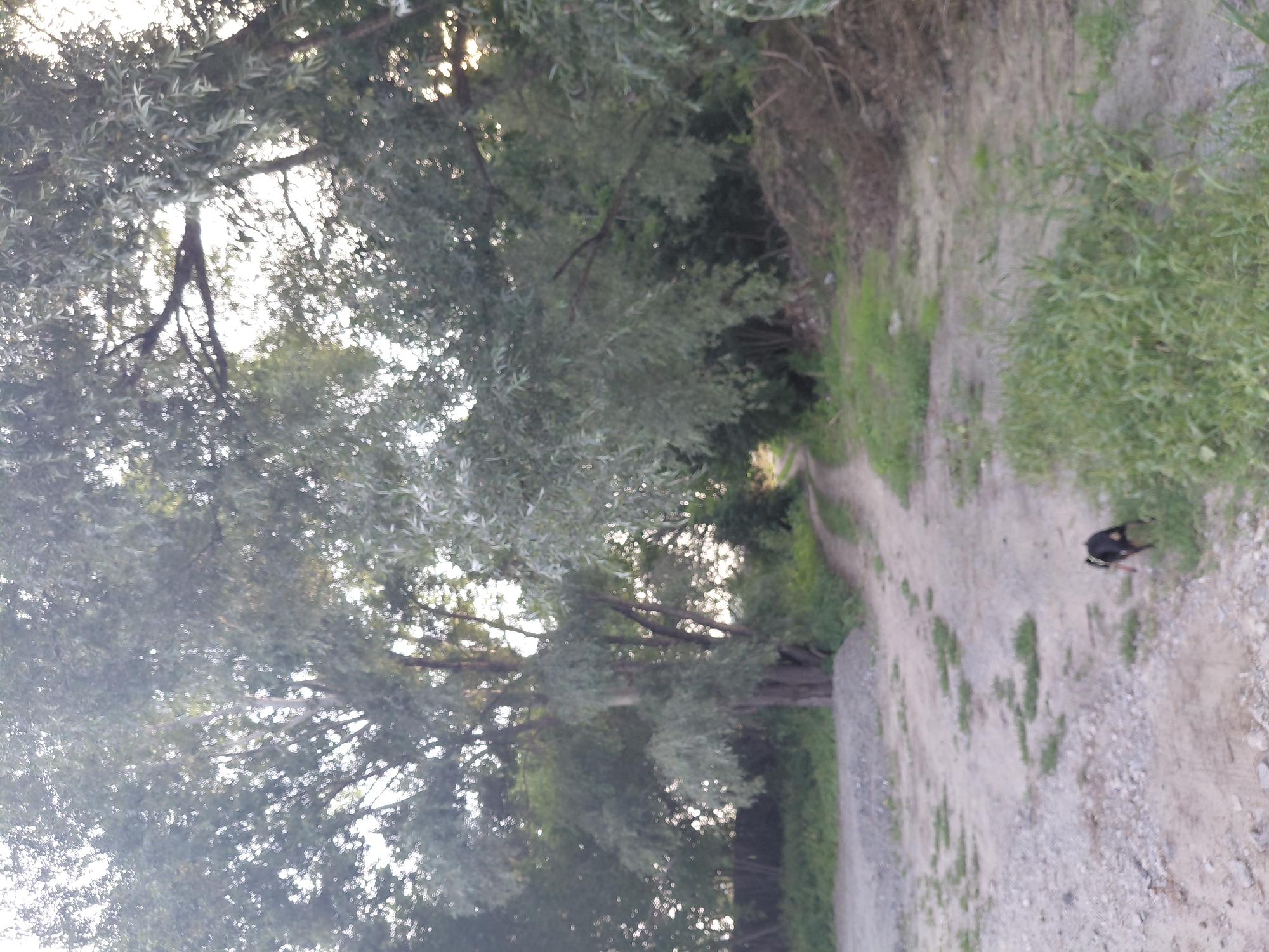 The image depicts a dirt path winding through a wooded area with large trees and dense foliage. The path appears to be unpaved and is covered in gravel and dirt. There is a small, black and tan dog on the path, facing away from the camera and moving towards the right. The dog has a light-colored collar or harness. The surrounding vegetation is green and appears to be in a natural, somewhat overgrown state. In the background, there is a dark wooden fence and a pile of branches or debris. The lighting suggests it is daytime, possibly late afternoon, with dappled sunlight filtering through the leaves. The scene has an informal, rural or semi-rural ambiance. The location is identified as being in the city of Novosibirsk, Russia.