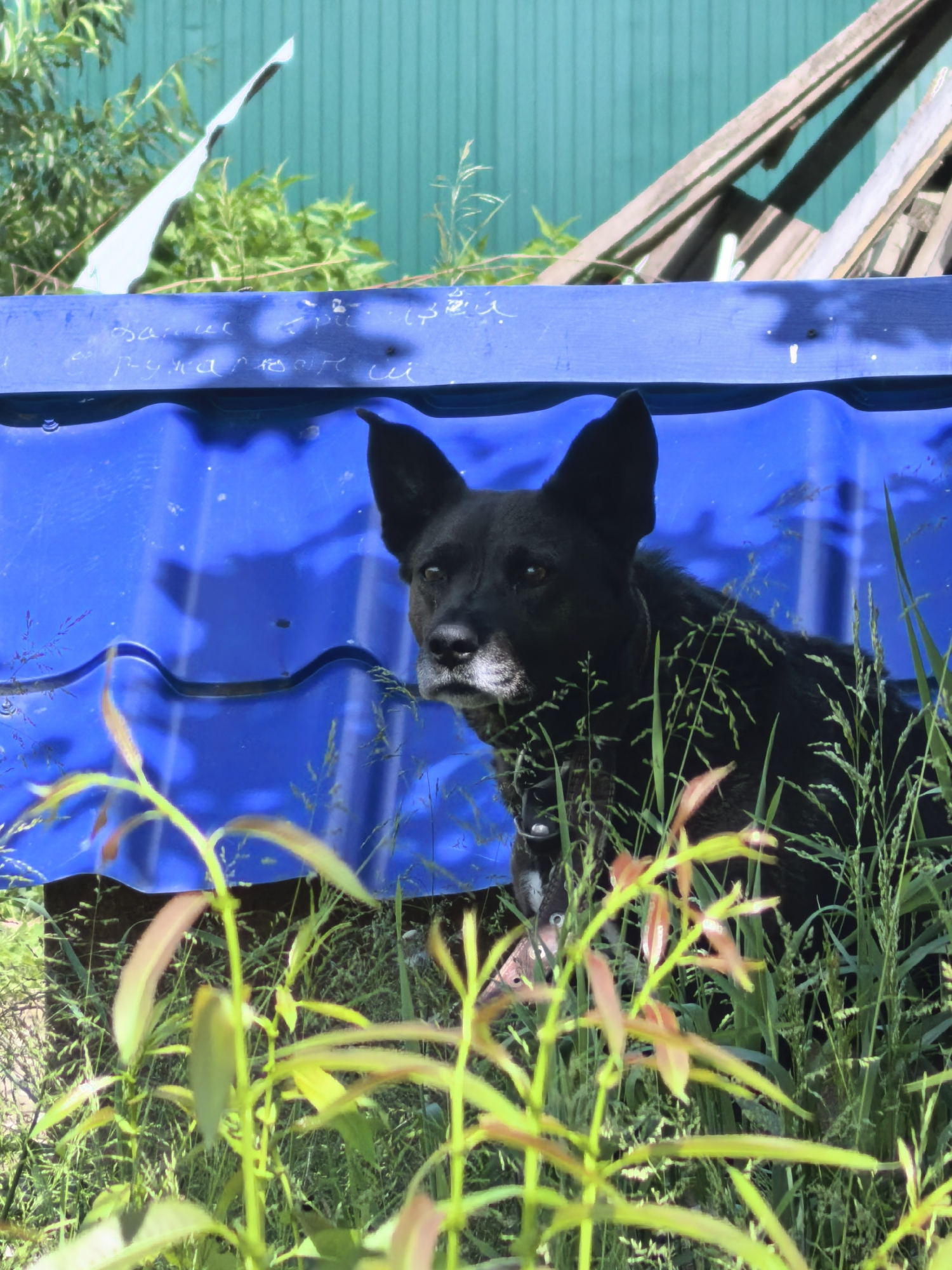 A black dog with graying fur around its muzzle is peeking out from behind a blue corrugated roof. The dog is looking to the left of the frame with its ears perked up. It is wearing a dark collar. The background consists of a teal-colored wooden fence, some green foliage, and some wooden planks leaning against the fence. The foreground is filled with green grass and some blurry red-tipped leaves. The scene appears to be outdoors, possibly in a yard.
