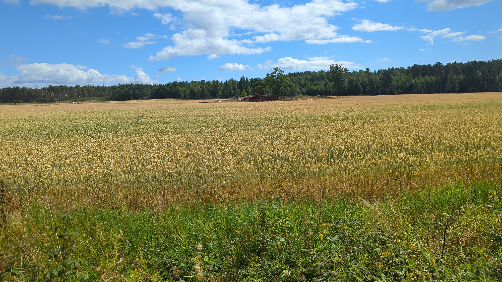 The image depicts a vast field of golden wheat under a bright blue sky dotted with white cumulus clouds. The field stretches towards a dense green forest that forms the horizon line. In the distance, a pile of logs is visible near the edge of the forest. The foreground is characterized by a strip of lush green grass and various wild plants, including some with small yellow flowers and thorny brambles. The scene appears to be a rural landscape, likely in Larkollen, Norway, given the natural elements and the characteristic Scandinavian forest line. There are no people or animals visible in the frame, and the overall impression is one of peaceful agricultural land.
