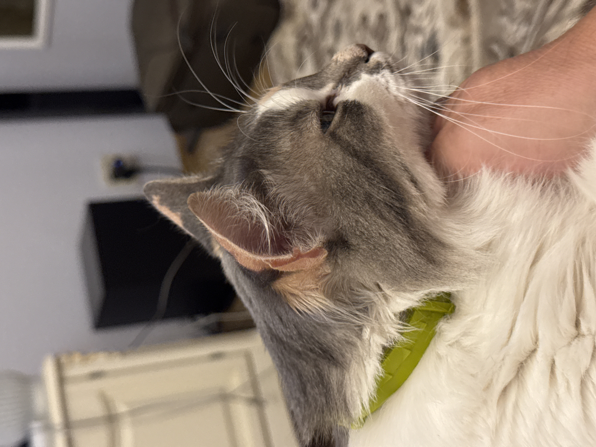 A domestic cat is held by a person's hand in what appears to be a living room. The cat is wearing a bright green collar and its fur is a mixture of white, gray, and some tan near its ears. The background is slightly blurred, showing a dresser or cabinet, a dark electronic device, and furniture. The overall lighting suggests it is indoors during the evening. There is no information indicating the location in the city of Yeysk, Russia.