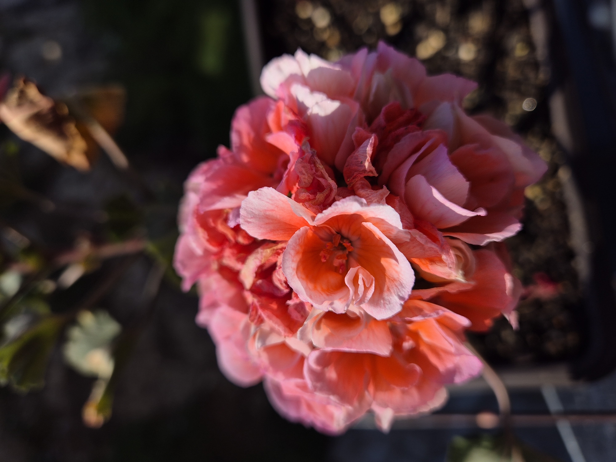 A close-up, vertical, eye-level shot features a cluster of vibrant pink and coral-colored flowers, possibly geraniums, blooming in a dark pot filled with soil. The flowers are densely packed, with multiple layers of ruffled petals creating a textured appearance. Some of the petals are tinged with a lighter pink and white, while others have a deeper coral hue. The center of the bloom reveals intricate details of the stamen.
In the background, out of focus, are dark green leaves and stems, along with a dried brown leaf hanging from a stem. The pot itself is dark and appears to be made of plastic. The lighting suggests an outdoor setting, with sunlight casting shadows and creating highlights on the petals. The overall impression is one of natural beauty and delicate detail. The scene is set in the city of Unknown, Unknown.