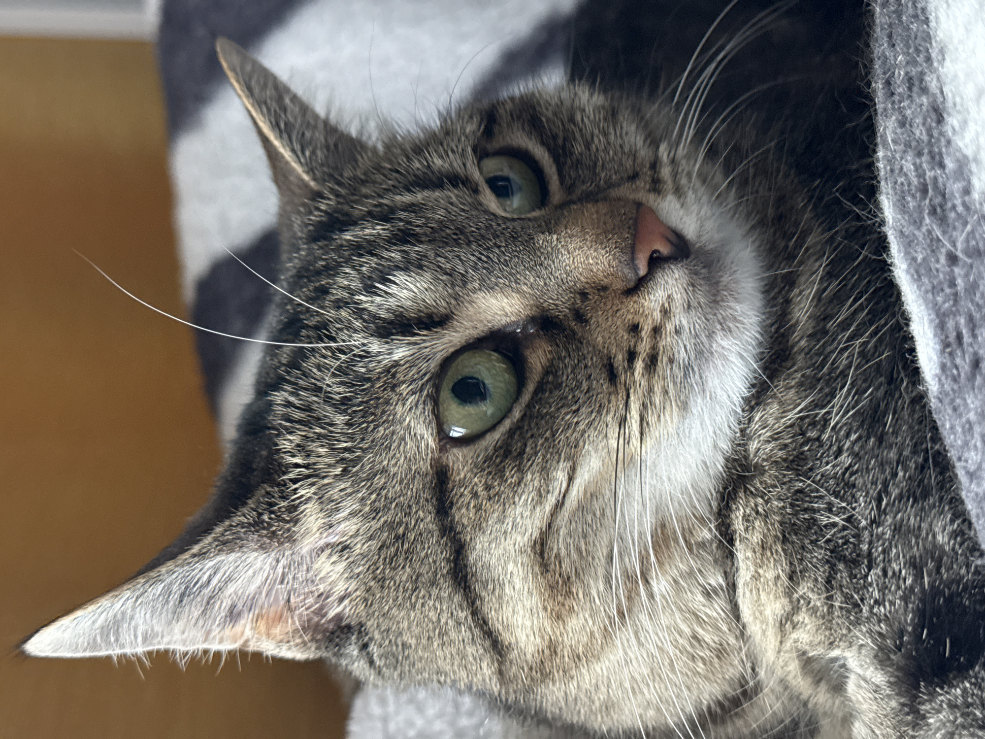 A close-up, eye-level shot shows the head of a tabby cat, facing right. The cat has green eyes, a pink nose, and prominent white whiskers. Its fur is a mix of brown, black, and grey. The background is out of focus, with a blurry pattern of black and white stripes on a blanket and a section of warm, brown wall. The cat appears to be resting on a soft, grey surface, possibly another blanket or cushion. The image does not depict the city of Saint Petersburg, Russia, or any identifiable urban setting.