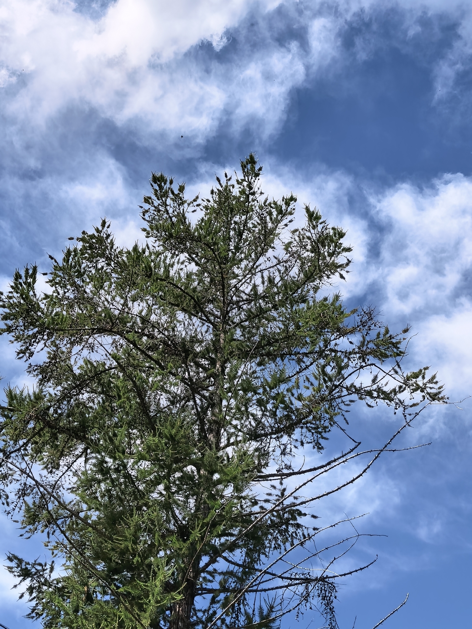 The image is a low-angle shot looking up at the crown of a coniferous tree against a bright blue sky with scattered, wispy white clouds. The tree has dense green needles and numerous small branches, some of which are bare and extend into the sky. Tiny dark specks, potentially birds, are visible in the sky. There are no people or man-made structures in the frame. The environment suggests an outdoor setting, possibly a park or natural area. The image was taken in Sterlitamak, Russia.