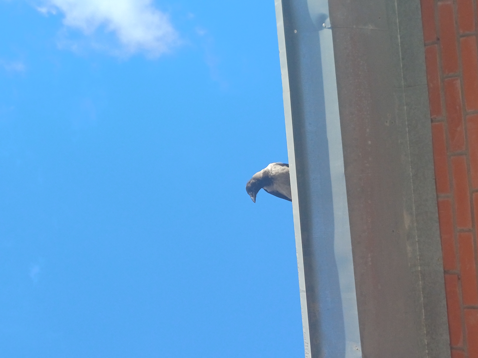 A hooded crow is perched on a metal gutter against a bright blue sky with scattered clouds. The crow is facing to the left, with its body angled slightly away from the camera. Below the gutter, a section of red brick wall is visible. The scene appears to be outdoors, possibly in an urban or suburban area.