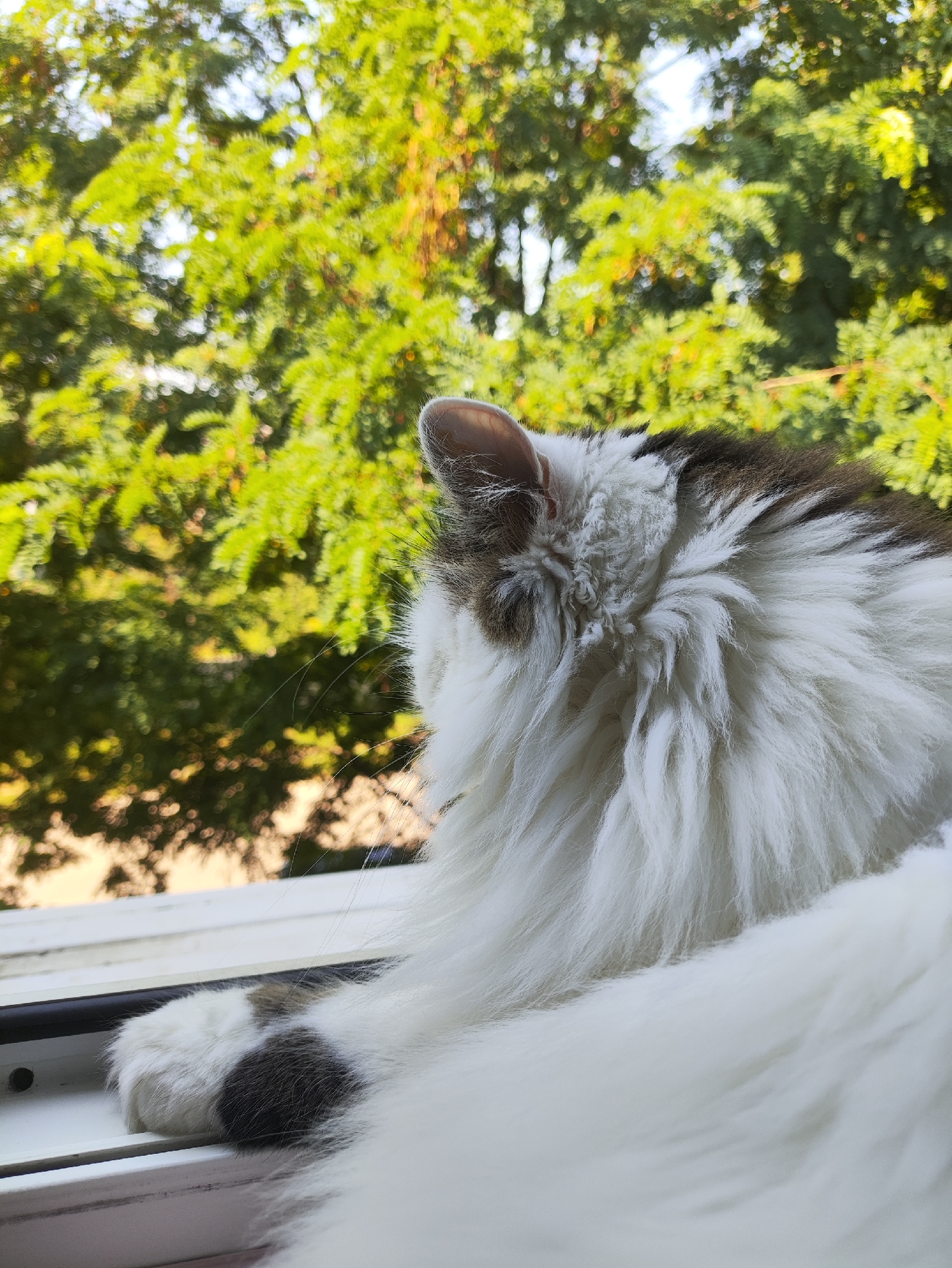 The image shows the back of a fluffy cat with white and brown fur, looking out of a window. The cat is resting its paw on the windowsill. Outside the window, green trees are visible, suggesting an outdoor environment. The scene appears to be a residential setting, possibly a home in Kharkiv, Ukraine. The lighting suggests it is daytime. There are no people or other animals visible in the image.