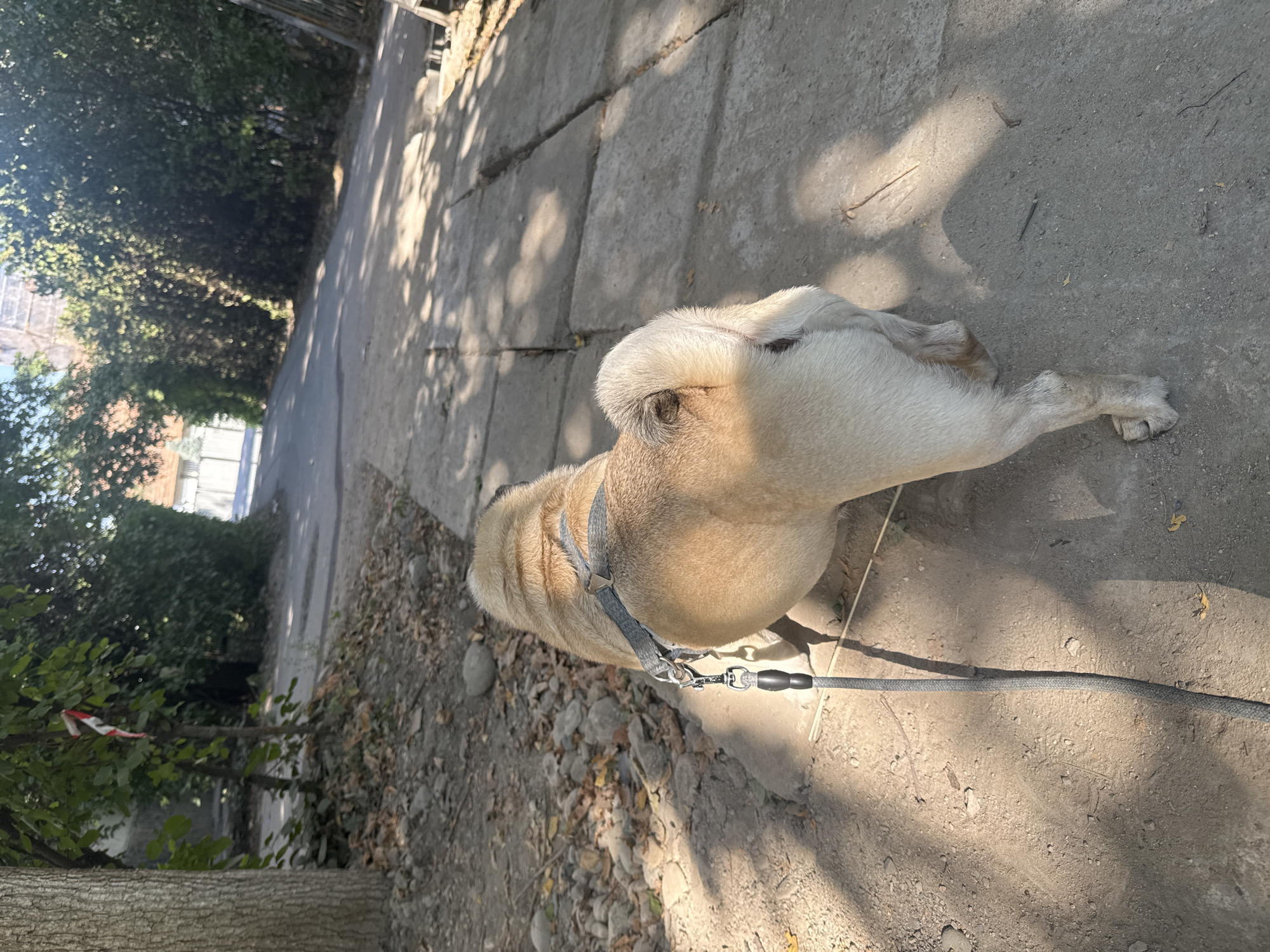 A fawn-colored pug dog, wearing a grey harness and leash, is walking on a paved path next to a dirt shoulder in Bishkek, Kyrgyzstan. The pug is facing away from the camera, and its tail is curled over its back. Sunlight casts dappled shadows on the ground. Trees and foliage line the path, with a building visible in the distance. The overall scene suggests a casual outdoor walk in a semi-urban environment.