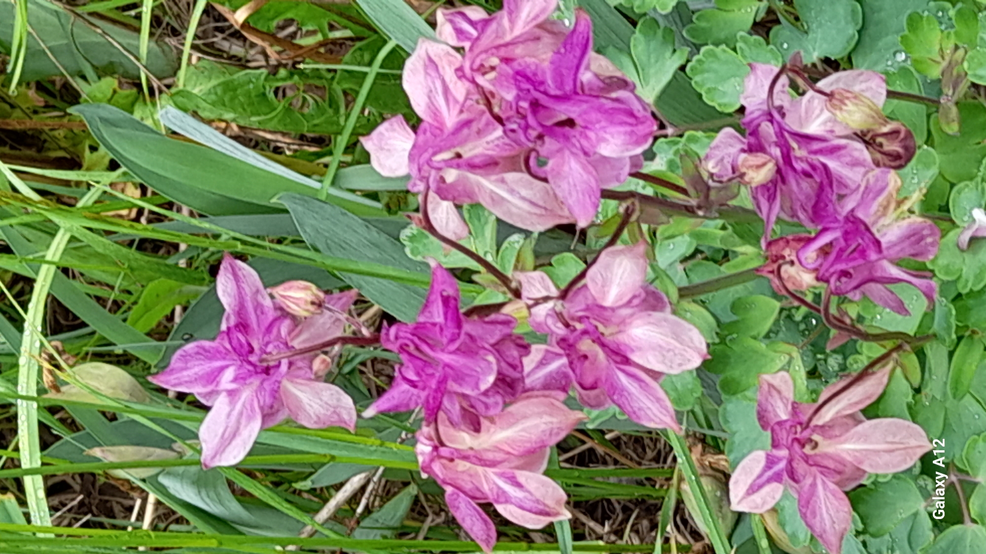 This image displays multiple clusters of blooming flowers, predominantly in shades of purple and pink, nestled among lush green foliage and blades of grass. The flowers exhibit a distinct form with inner and outer petals, appearing to be a variety of columbine (Aquilegia), showcasing gradients from a rich magenta to a delicate pale lavender.
The scene is set outdoors, depicting a natural environment, likely a garden or a wild floral patch. The background is filled with various green leaves, some broad and smooth, others intricately lobed, providing a dense, natural backdrop. Numerous small water droplets are visible on the leaves and flower petals, suggesting recent rain or morning dew, lending a fresh and vibrant feel to the scene.
The lighting is soft and diffused, indicating it is daytime, possibly during the morning or late afternoon, as there are no harsh shadows. The overall atmosphere conveys natural beauty and serenity. In the bottom right corner of the original image, the text "Galaxy A12" is visible, indicating the device used to capture the photograph. The geographical context for this image is Марковский, Russia.