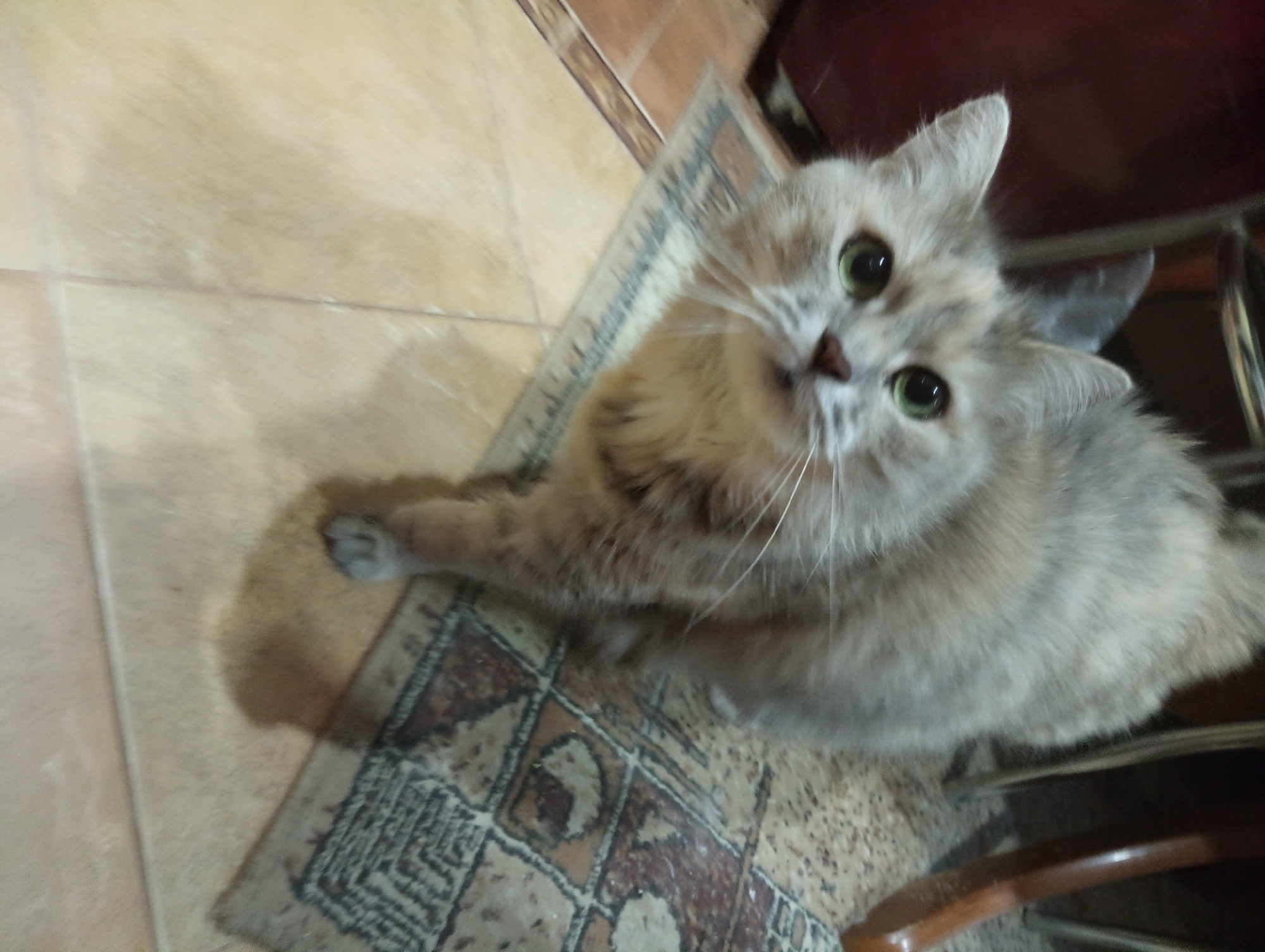 A fluffy, light grey cat with green eyes and a pink nose is looking directly at the camera. Its fur has subtle darker grey markings. The cat is standing on a tiled floor next to a patterned rug. In the background, parts of furniture with dark wood legs and a dark red surface are visible. The image appears to be taken indoors, in a domestic setting. There is no indication of the location being in the city of Mahilyow, Belarus.