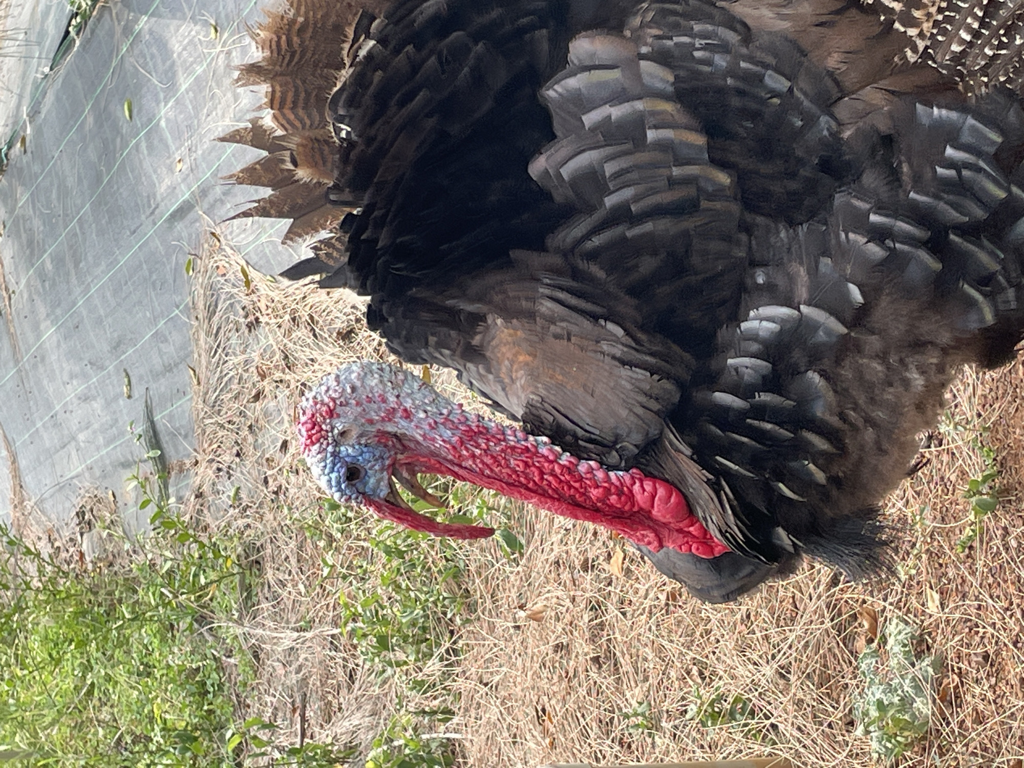 This image captures a close-up, vertical shot of a turkey in an outdoor, rural setting, likely in Dhundshi, India. The main subject is a large, dark-feathered turkey, possibly a tom, with its tail feathers partially fanned out, revealing iridescent brown and bronze patterns. Its head and neck are a striking feature, displaying vivid red wattles, particularly prominent along the throat and under the beak, and distinctive blue and white caruncles around the eyes and forehead. The turkey's head is turned to the left, and its beak is slightly open.
The ground around the turkey is covered in dry, light brown grass and sparse green foliage, suggesting a warm or arid climate. In the background to the left, a grey or dark green agricultural fabric, possibly a weed barrier or ground cover with grid lines, is visible. The scene is brightly lit by natural sunlight, indicating it is daytime. There is no visible text in the image. The turkey appears to be standing or slowly moving, possibly foraging, amidst the natural and agricultural elements of its environment.