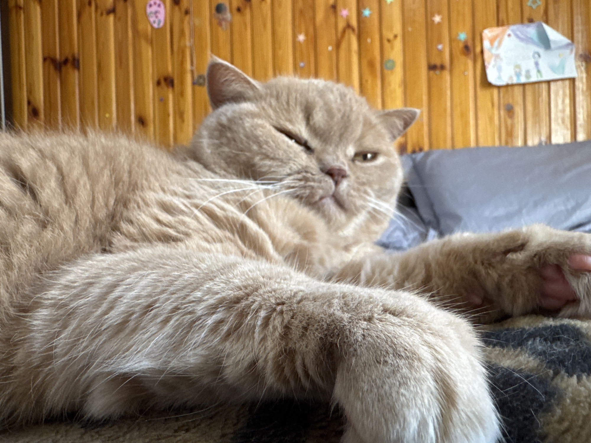 A fluffy, light orange cat with white whiskers is lying on a patterned blanket. The cat is mostly filling the frame, with its head on the left side of the image. One of its eyes is closed in a wink, while the other is partially open, looking slightly to the right. The cat's front paws are resting in front of its body, with one paw extended towards the viewer. Behind the cat, a gray pillow and a wooden wall are visible. The wall is paneled with vertical wooden planks and decorated with several colorful stickers, including stars and a drawing of people. The lighting suggests an indoor setting, possibly a bedroom.