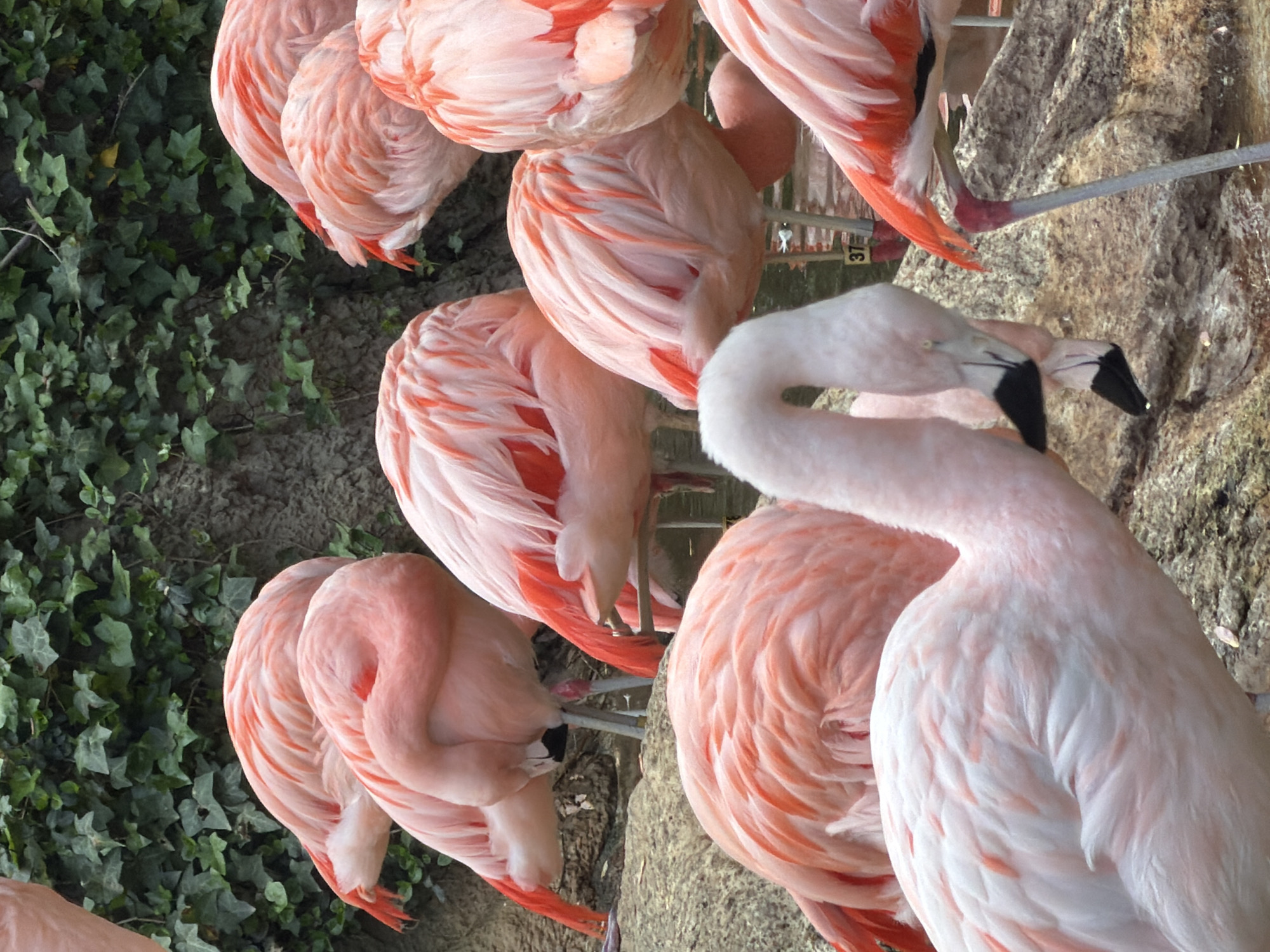 The image shows a group of flamingos with pink and white feathers. Some are standing upright while others have their heads tucked into their bodies. They are near a rock wall and green vegetation. The location is the Atlanta Zoo, Atlanta, United States of America.