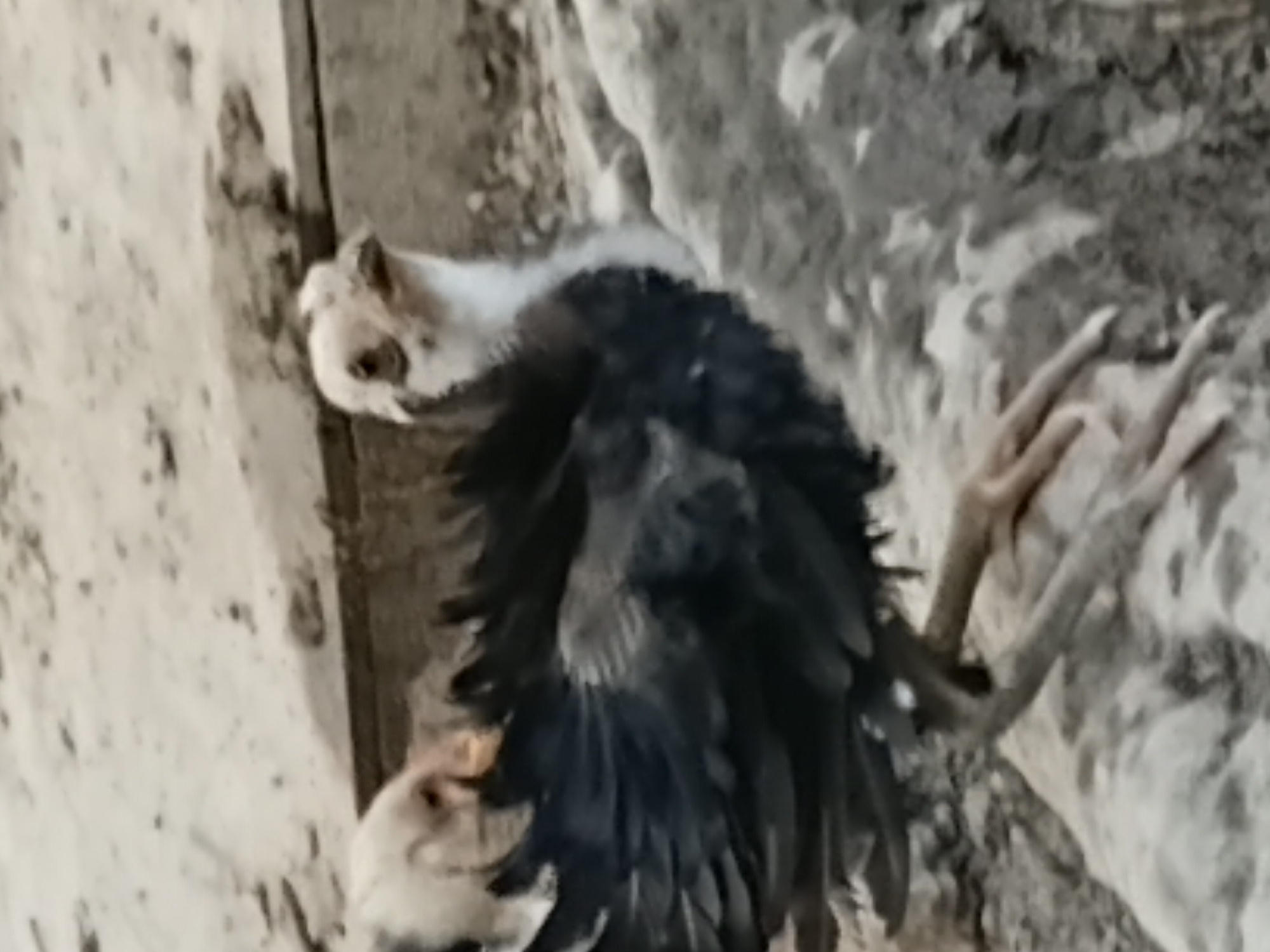 A juvenile chicken with dark feathers and a white neck stands on rough, uneven ground, possibly a dirt path or a rocky area. The chicken's head is tilted slightly upwards, and it appears to be looking towards the camera. Another chick, mostly white, is partially visible in the background. The environment appears to be outdoors, with a sandy or dusty surface and some larger rocks or debris. The image quality is somewhat blurry, particularly in the background. There is no indication of the location within the city of Margo Rukun, Indonesia.