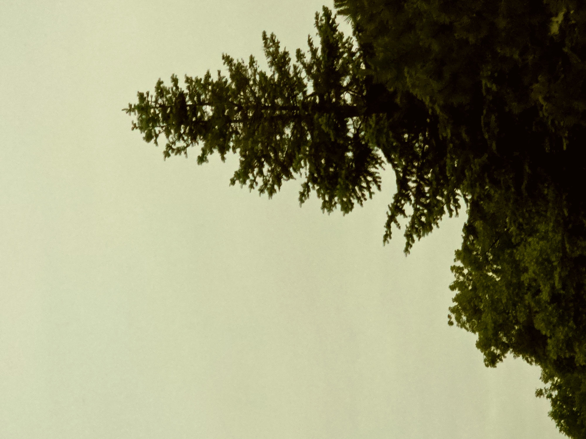 The image shows tree branches against a light green sky. The branches are mostly in the upper right quadrant of the image, with a smaller branch extending towards the upper left. The location is Unknown, Unknown.