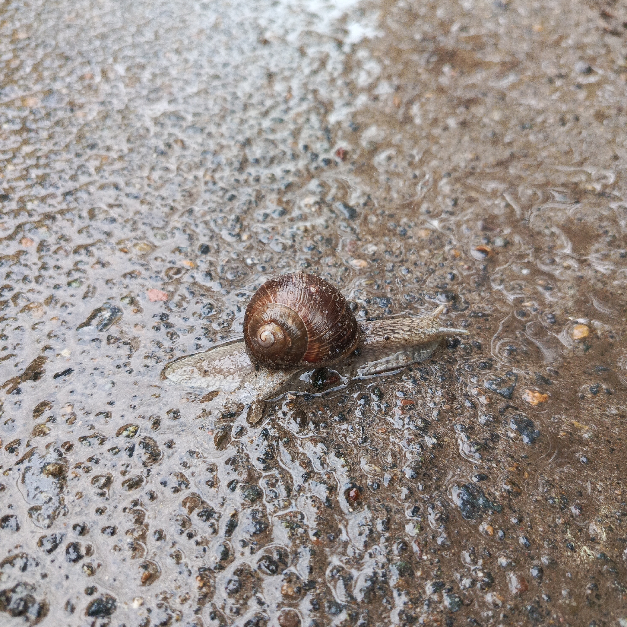 A snail with a brown shell is crawling across a wet, textured surface, likely a sidewalk or paved area. The surface appears to be composed of small pebbles or aggregate, partially covered with a thin layer of water. The water reflects light, creating a mottled appearance. No people are visible. The location, Chaikovsky, Russia, is implied but not directly confirmed within the image.