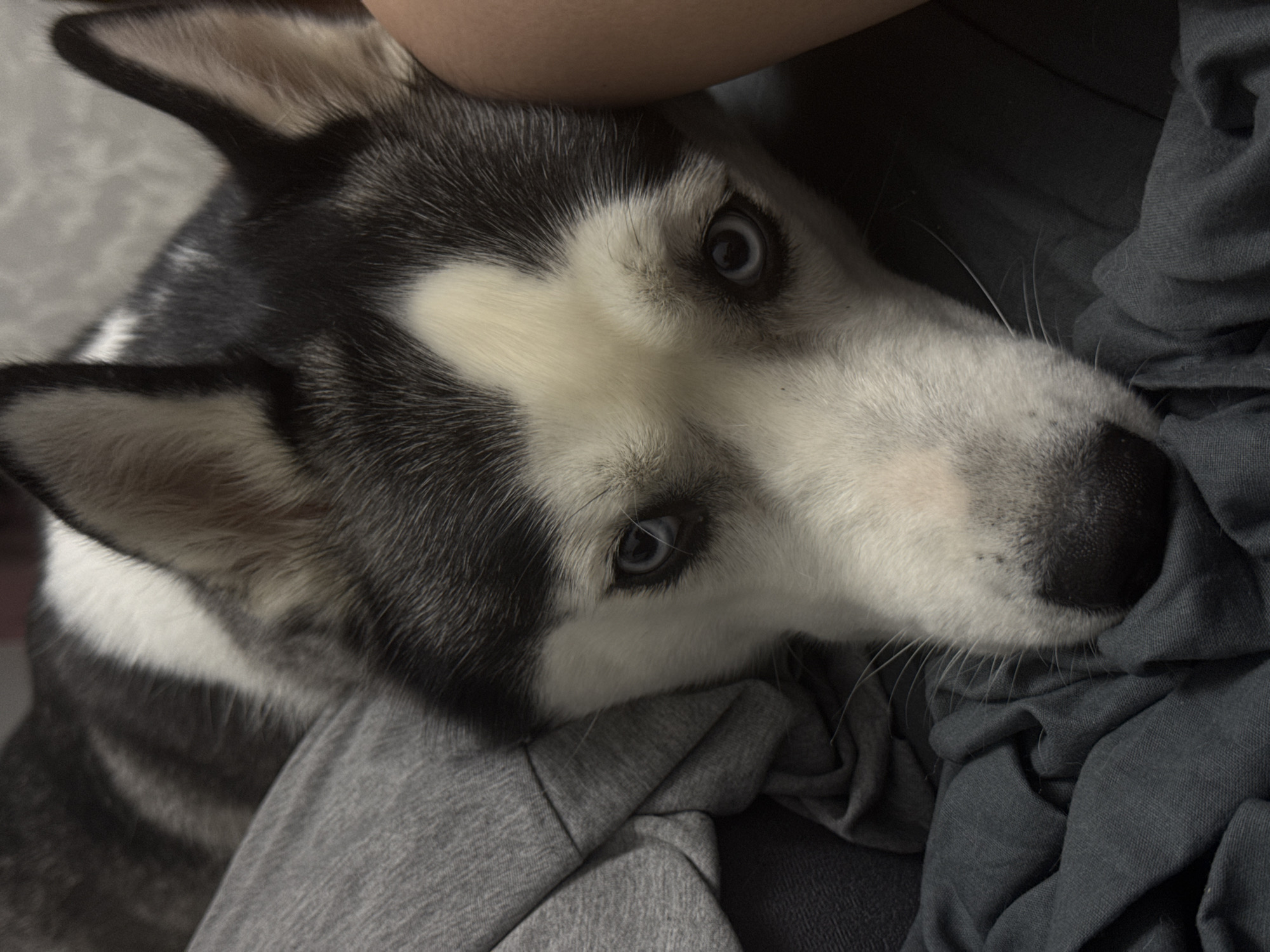 A close-up, overhead shot depicts a Siberian Husky dog resting its head on a person's lap or body. The dog has striking blue eyes, a black nose, and black and white fur. The person is wearing grey-blue clothing. The location is unknown.