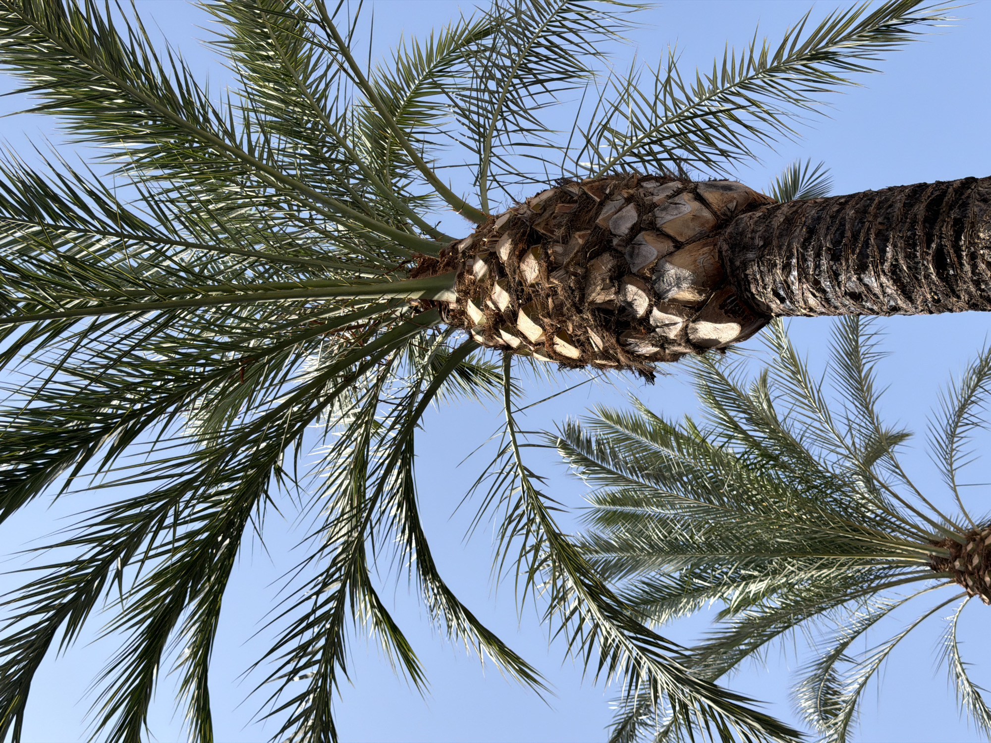 The image shows a close-up, low-angle view of two palm trees against a clear blue sky. The palm tree in the foreground is dominant, with a thick, textured trunk covered in fibrous material and remnants of old fronds. Its large, green fronds fan out upwards and to the sides, obscuring much of the sky. To the left and slightly behind, another palm tree is visible, with its fronds also spread against the sky, appearing slightly lighter green. The location is Palmanova, Spain. There are no people or discernible actions depicted in the image.