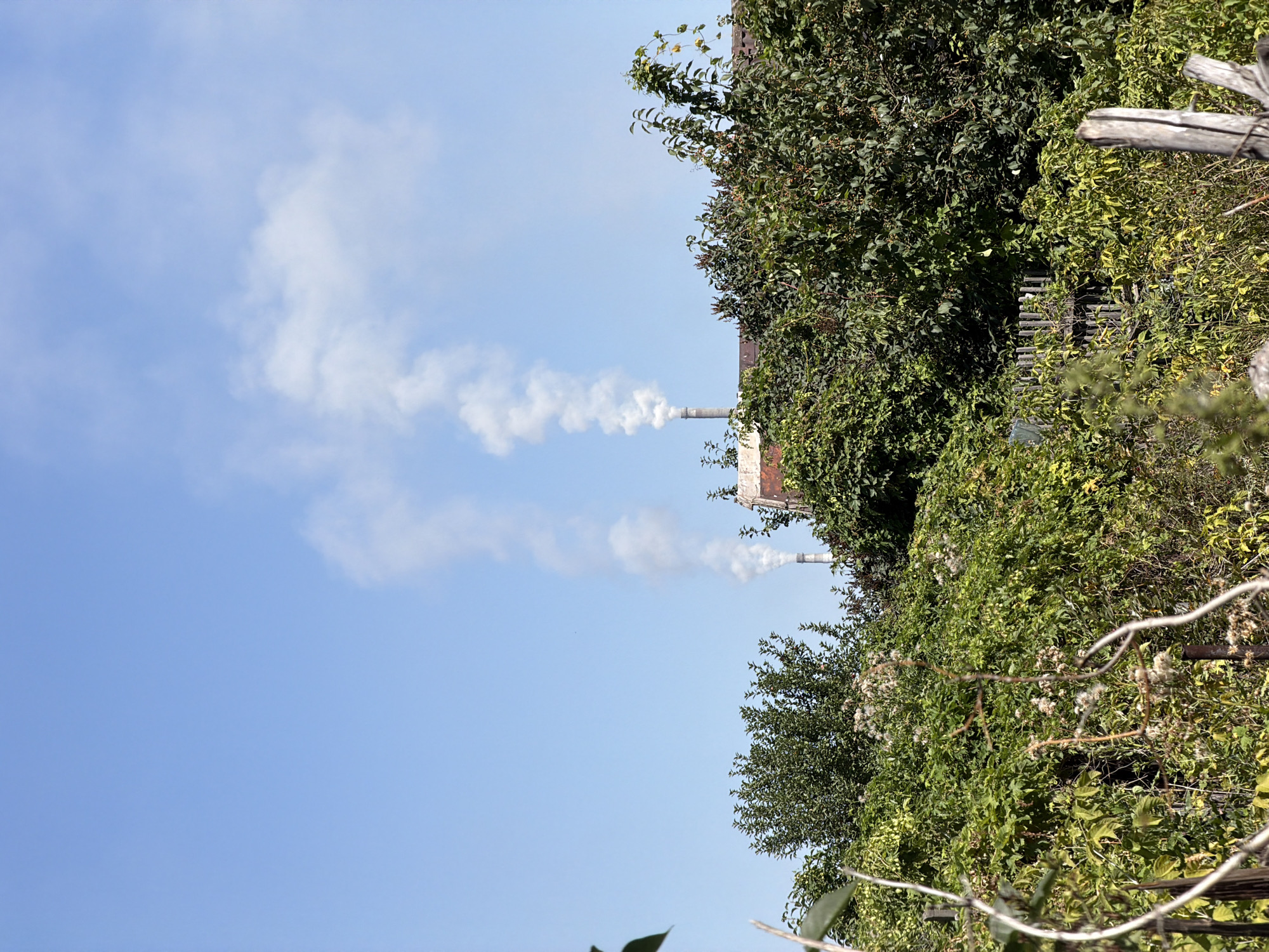 The image depicts a sunny day in a residential area of Pavlodar, Kazakhstan, as evidenced by the distinct architectural style of the building and the prevalence of vegetation typical of the region. In the background, two industrial smokestacks are visible, emitting plumes of white smoke into the clear blue sky, suggesting an active industrial operation. The foreground is dominated by dense green foliage, including trees and bushes, with a weathered wooden fence partially visible behind the vegetation. The overall scene conveys a contrast between industrial activity and natural growth within the urban landscape of Pavlodar.