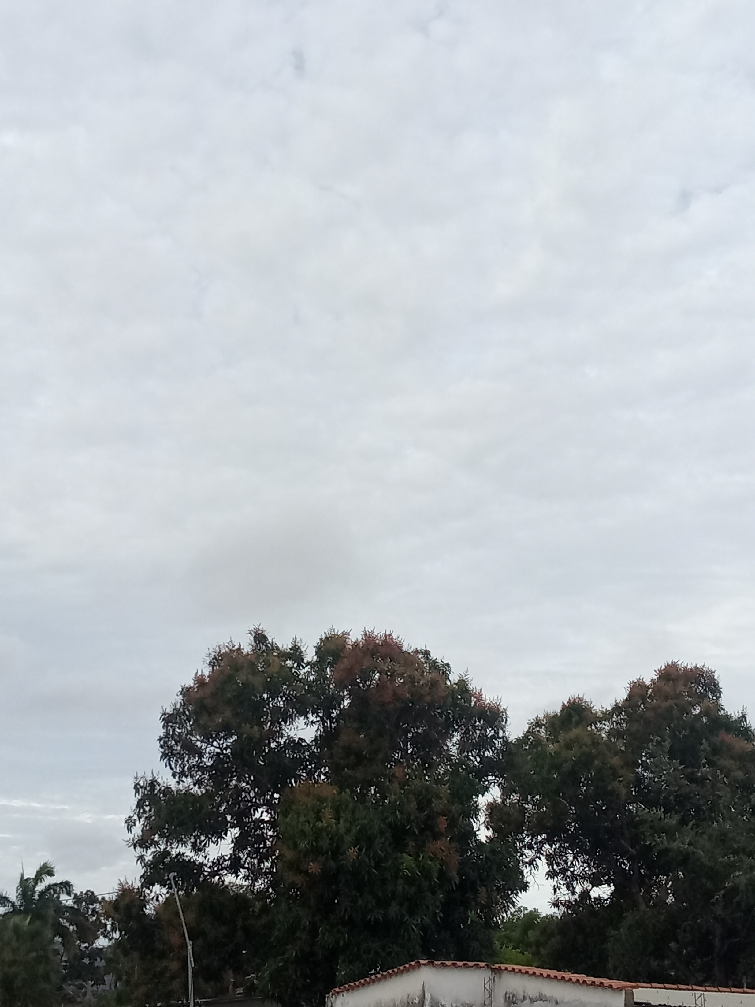 The image depicts an overcast sky above trees in Juan Griego, Venezuela. The sky is uniformly gray with indistinct clouds. Below the sky, two large trees dominate the scene. The trees have a mix of green and brown leaves. A white building with a red-tiled roof is visible at the bottom edge of the image, partially obscured by the trees. A light post is present on the left side of the frame, behind the trees. In the background, a portion of a palm tree is visible. The scene appears static and devoid of people.