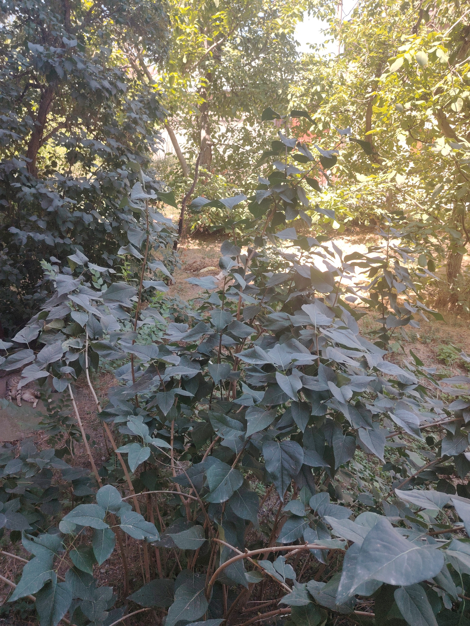 The image shows a garden scene in Gazalkent, Uzbekistan, characterized by dense foliage and dappled sunlight. In the foreground, a bush with large, dark green leaves dominates the frame. The stems of the bush are thin and woody, with some appearing dried and brittle. The leaves are broad, ovate, and have a slightly matte finish. Behind this bush, other trees and smaller plants create a layered effect, with sunlight filtering through the canopy, creating highlights and shadows. The ground is covered with dry leaves and some sparse vegetation. To the far left, a tabby cat is lying down on the ground, partially obscured by the bush. To the right, another cat, also a tabby, is visible lying down in the distance, further back in the garden. The overall impression is one of a slightly overgrown, natural garden setting on a sunny day.